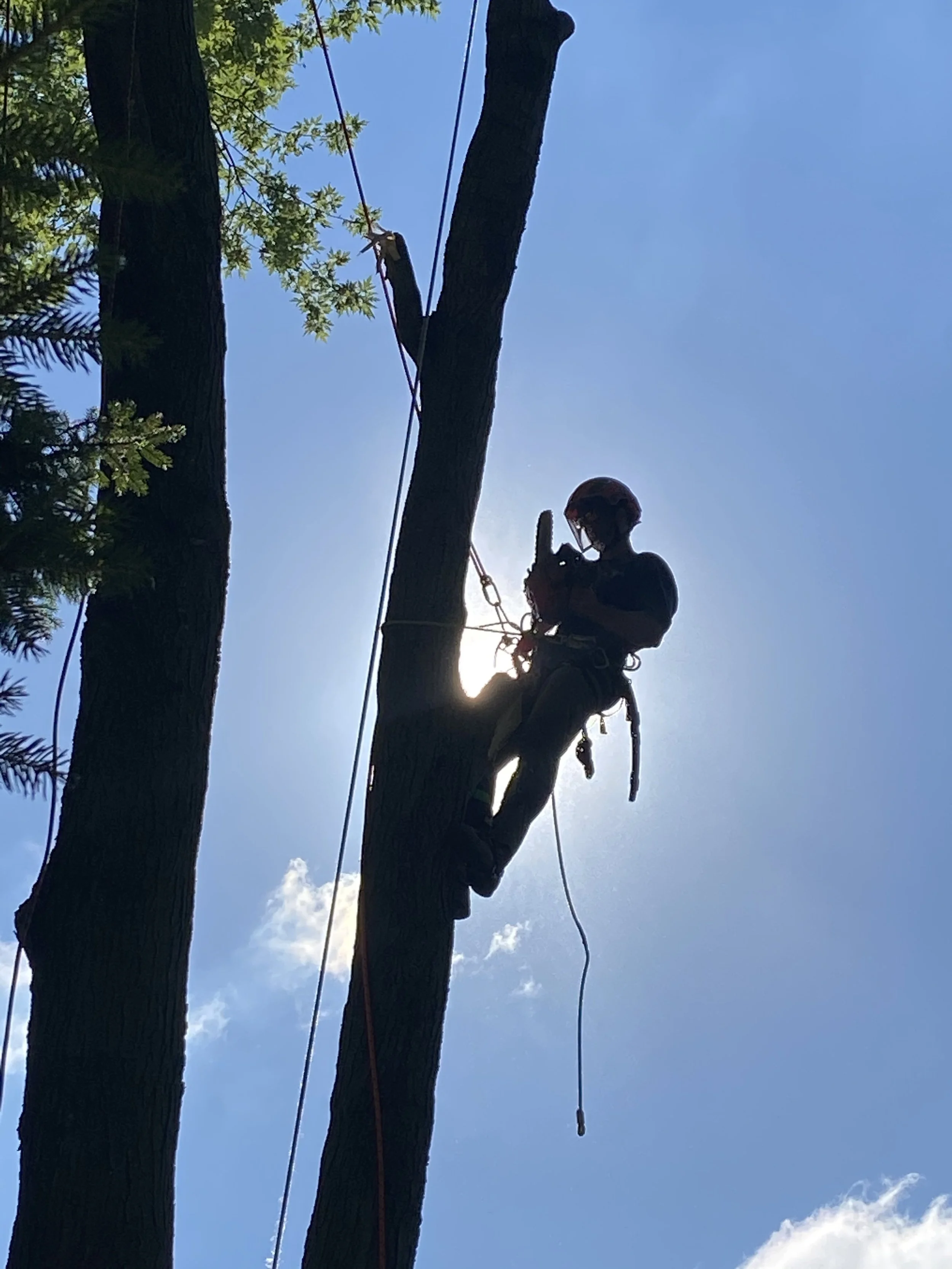 A silhouette of a person climbing a tree with safety ropes, with the sun shining behind them and a clear blue sky.