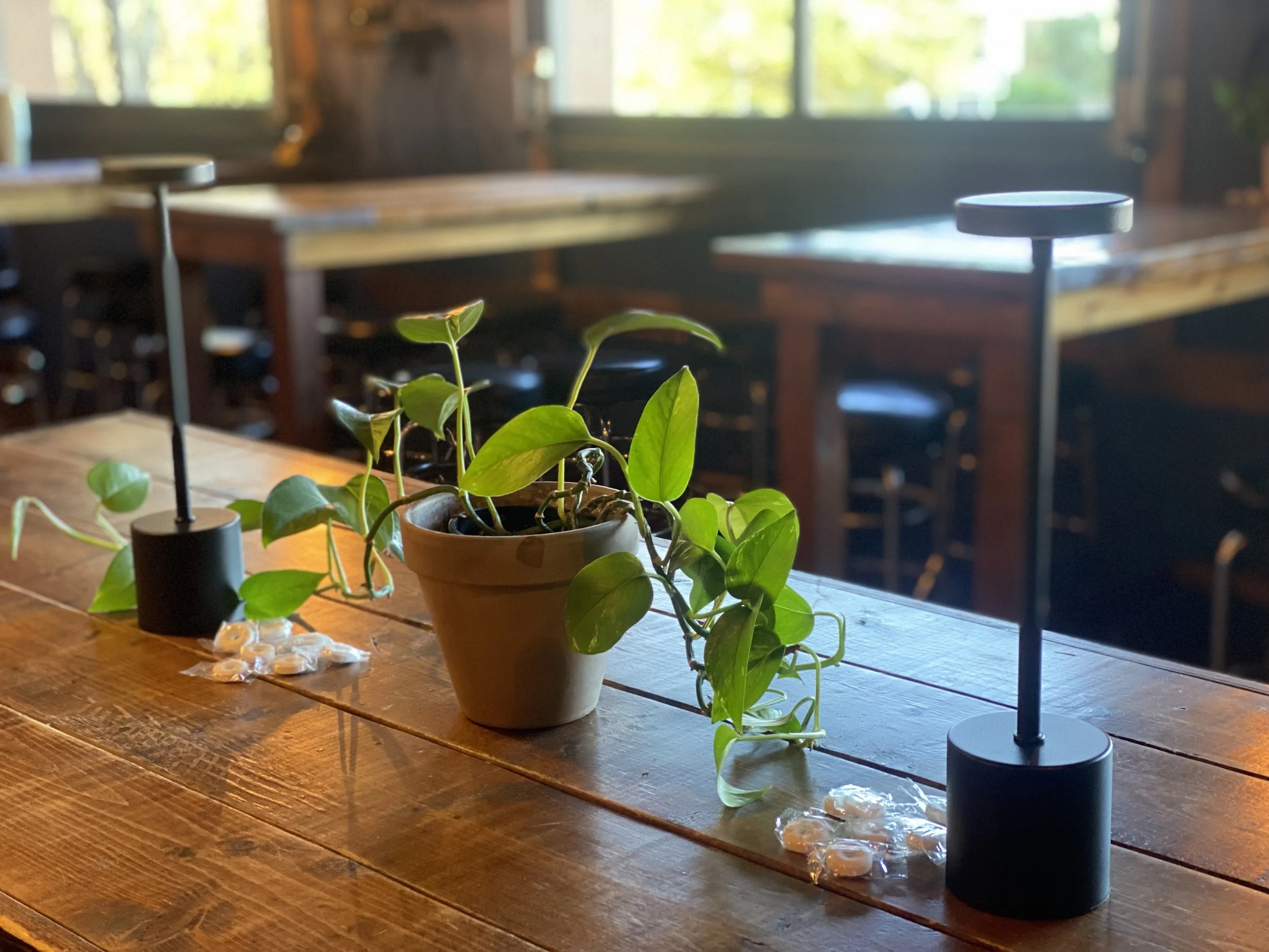 A potted plant with green leaves on a wooden table, flanked by two black lamps and some small items wrapped in plastic, in a warmly lit indoor space with windows in the background.
