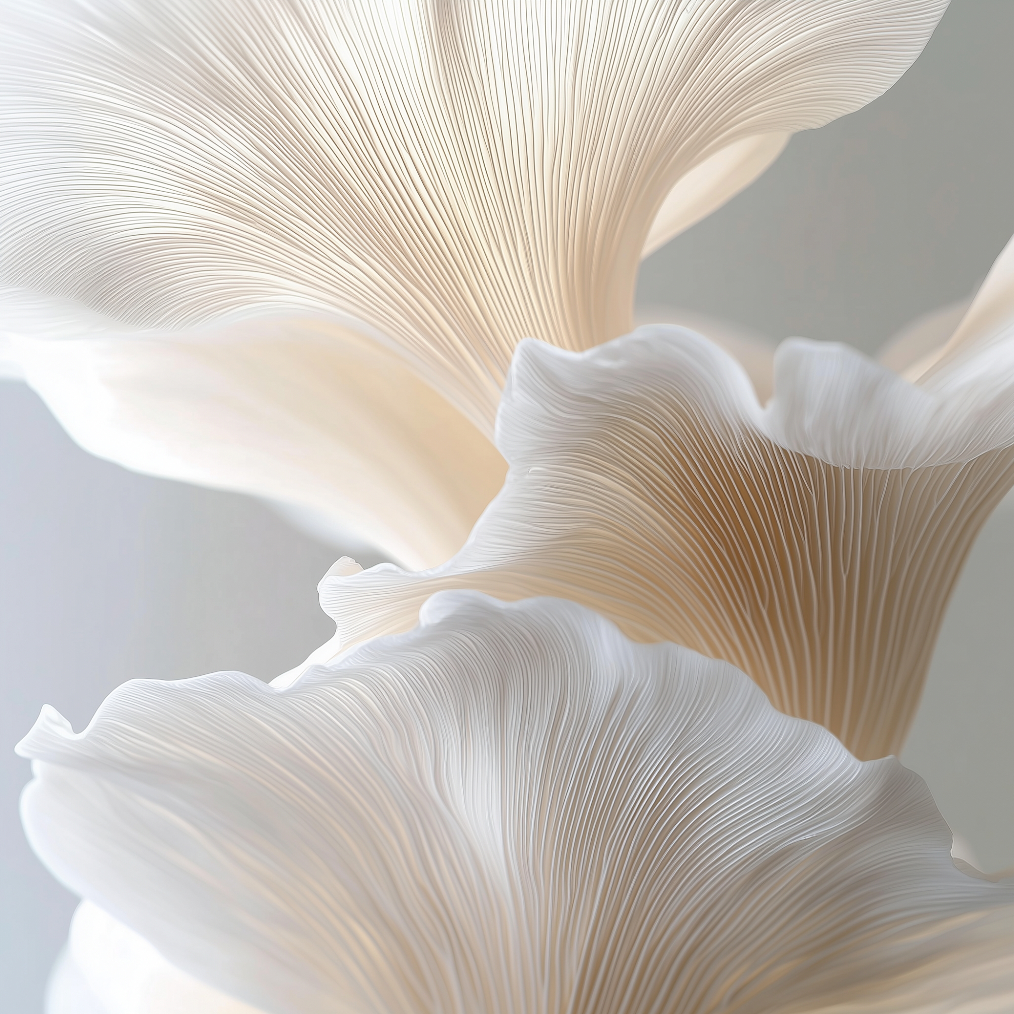 Close-up of beige and white gilled mushrooms with detailed textures and delicate folds.