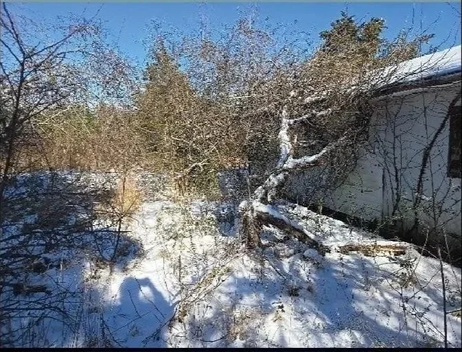 Overgrown yard with brush, grass and fallen trees