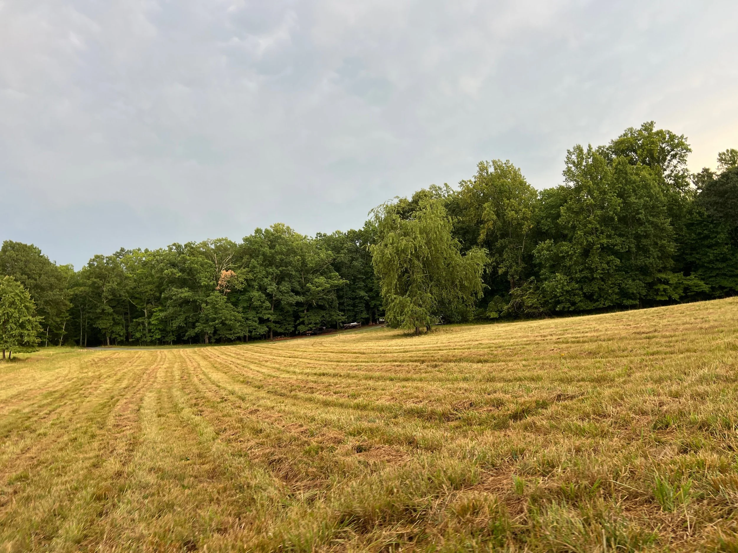A field of freshly mowed grass with lines, bordered by a dense forest of green trees under a partly cloudy sky.