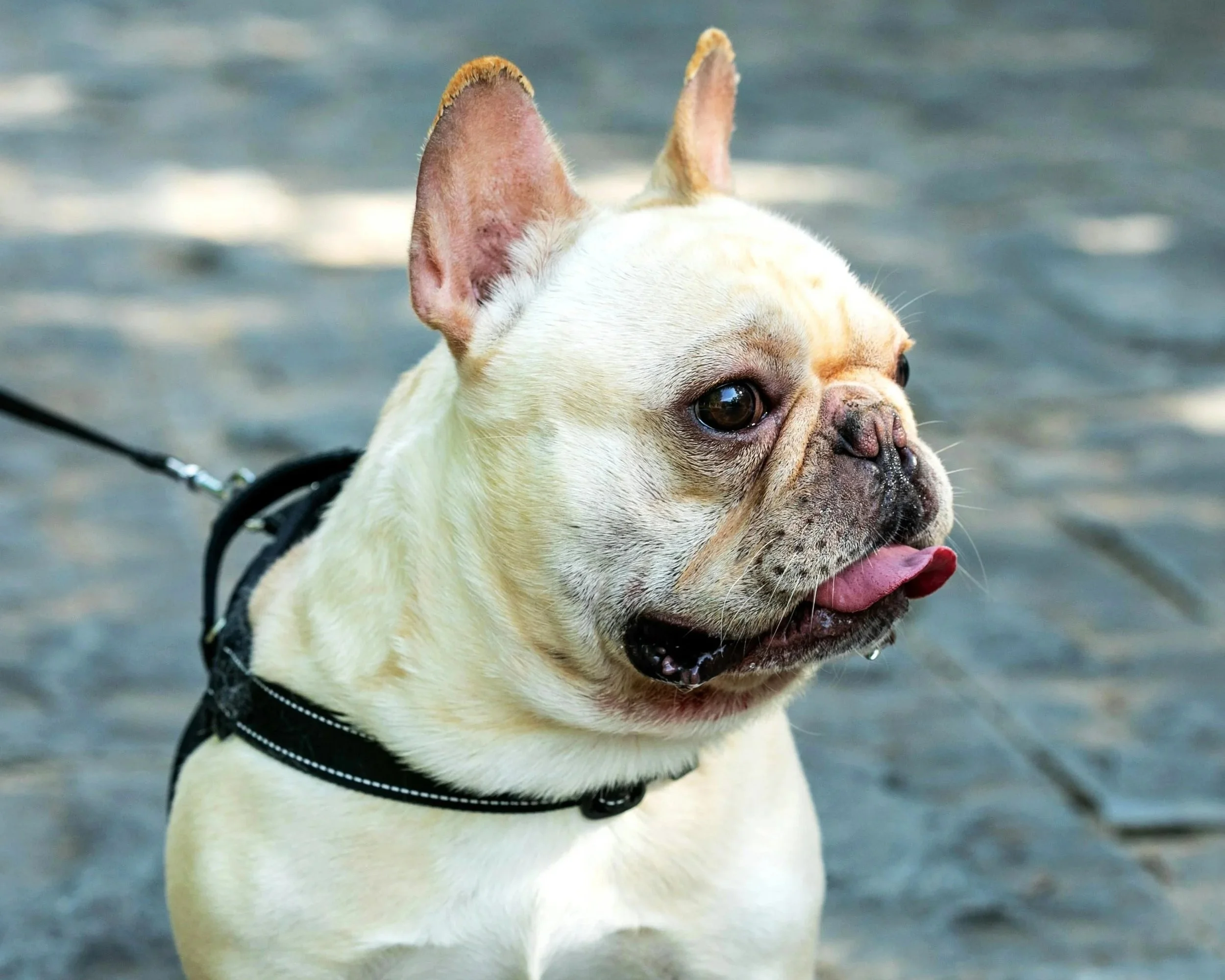 A French Bulldog with light-colored fur, on a leash, sitting on a cobblestone surface outdoors, with its tongue slightly sticking out.