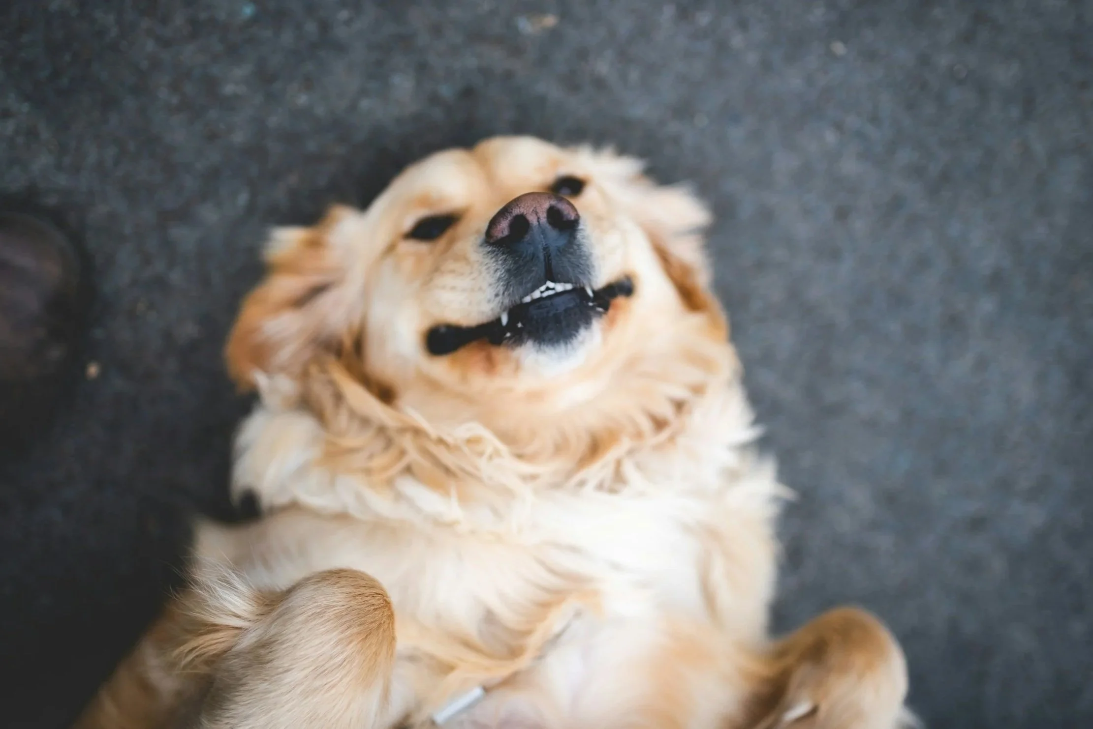 A happy golden retriever lying on its back on a dark grey surface, smiling with eyes partially closed and mouth slightly open.
