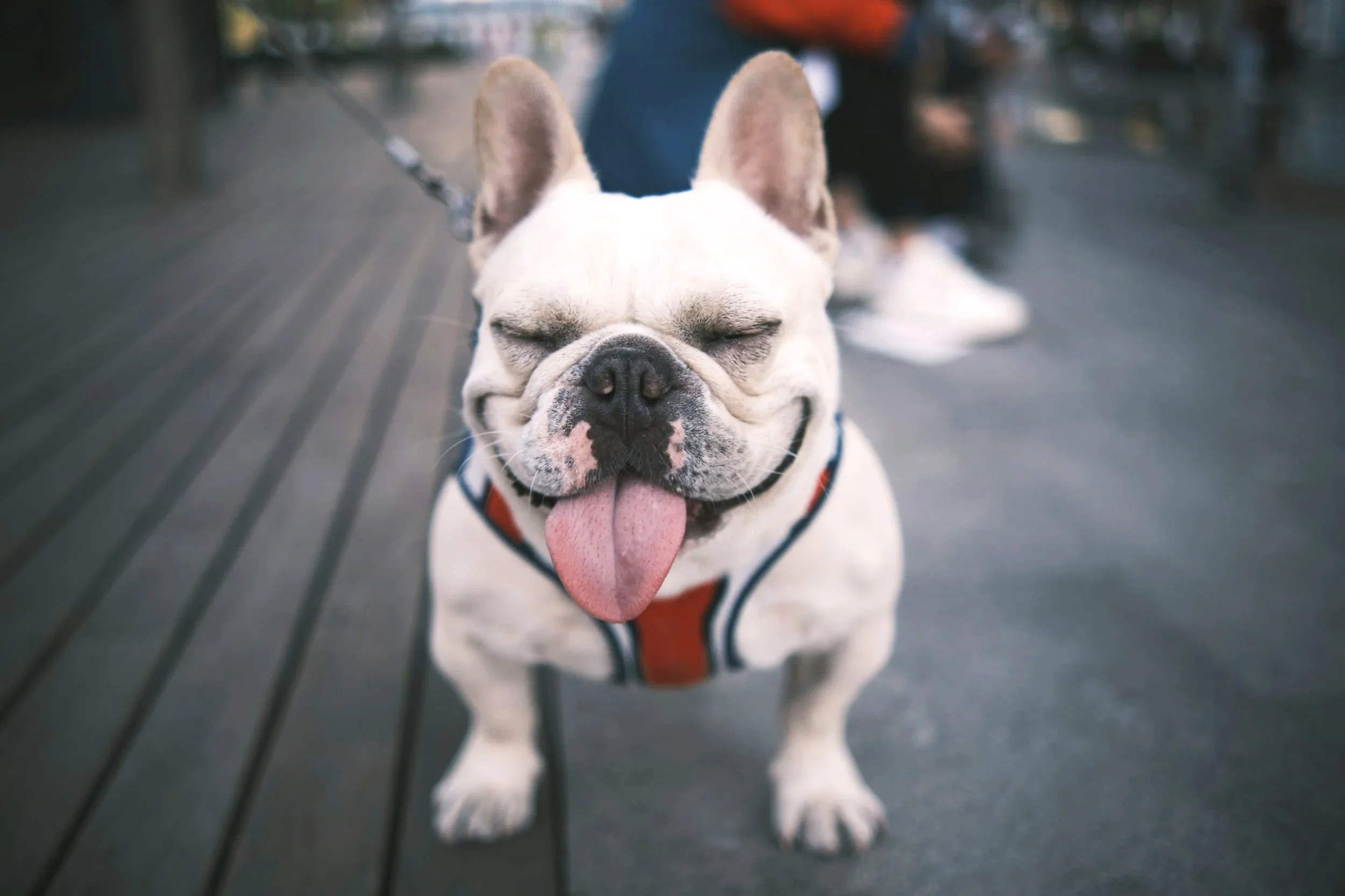 Smiling French Bulldog with its eyes closed, tongue out, wearing an orange harness, on a leash outdoors.