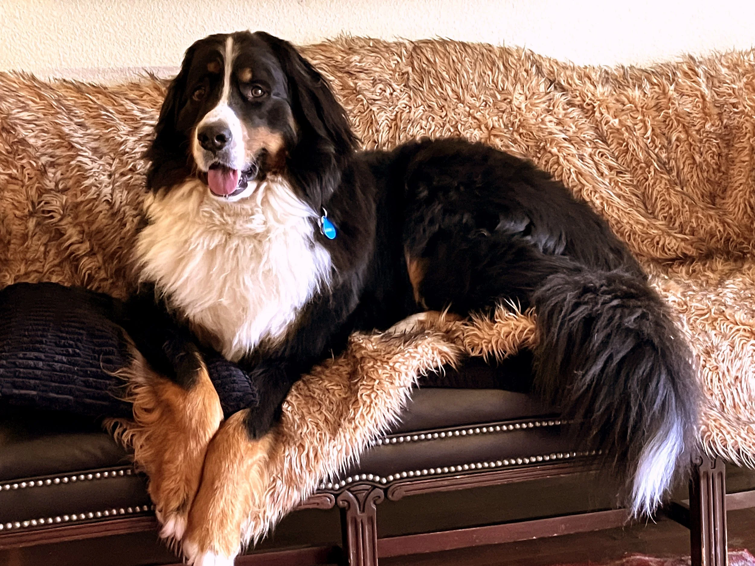 A large black, white, and tan dog with a fluffy tail is lying on a brown upholstered bench. The dog is resting one front paw on a black knitted sock and has a blue collar with a tag. The background is a textured, orange-brown furry throw.