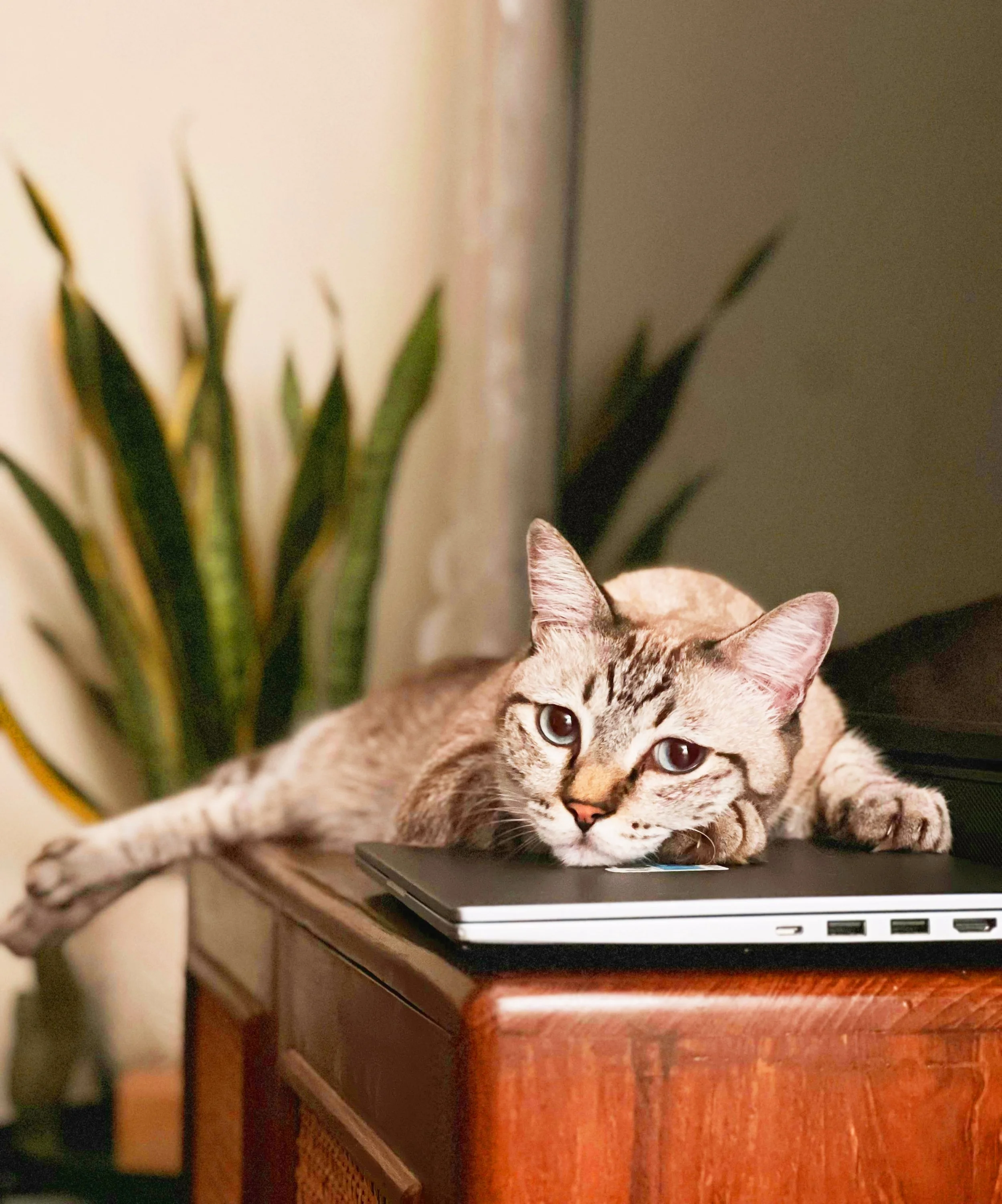 A cat lying on a closed laptop on a wooden table, with a plant and curtain in the background.
