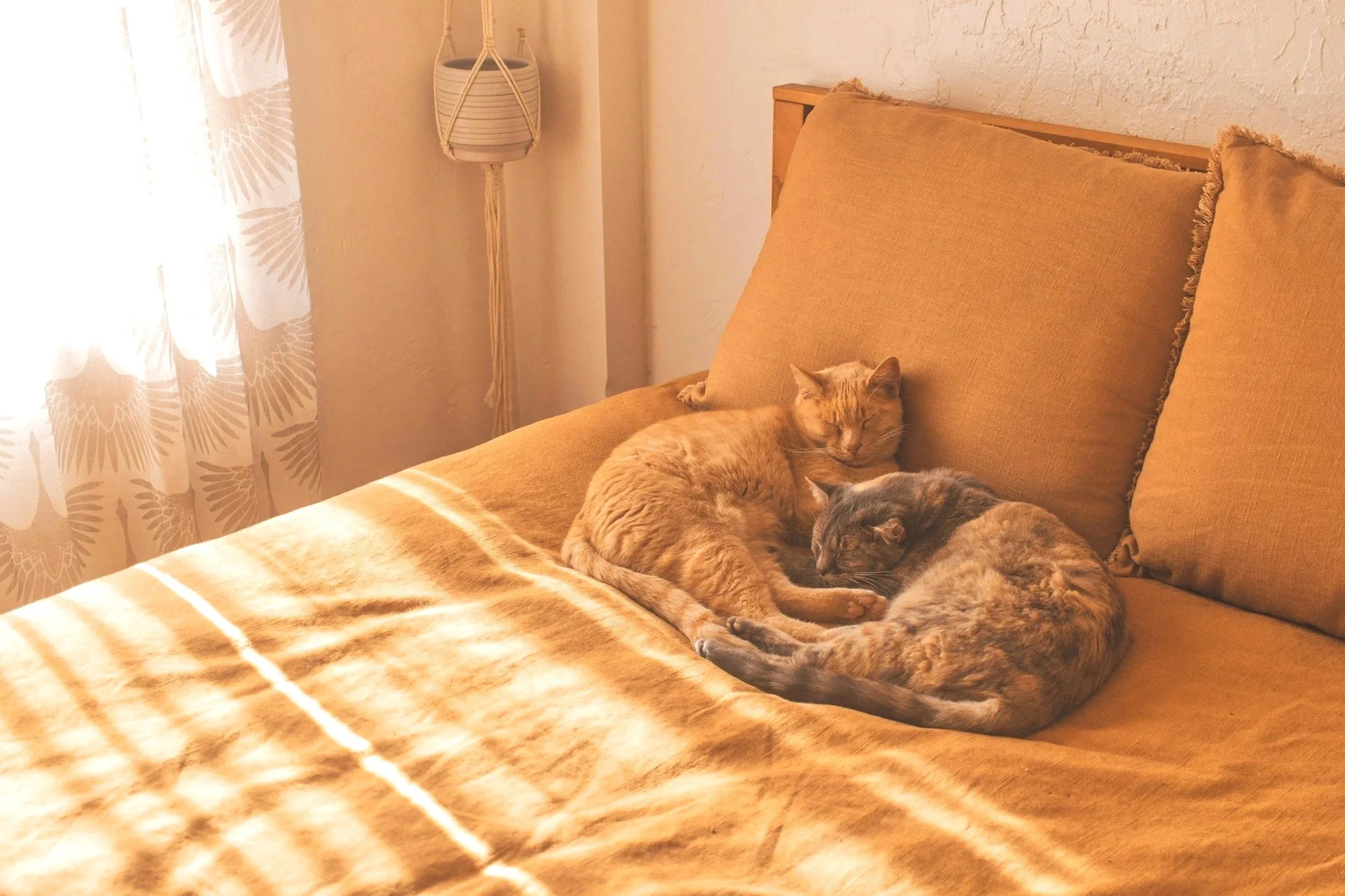 Two cats, one orange and one tortoiseshell, cuddle on a tan bed near a window with sunlight and patterned curtains in a cozy room.