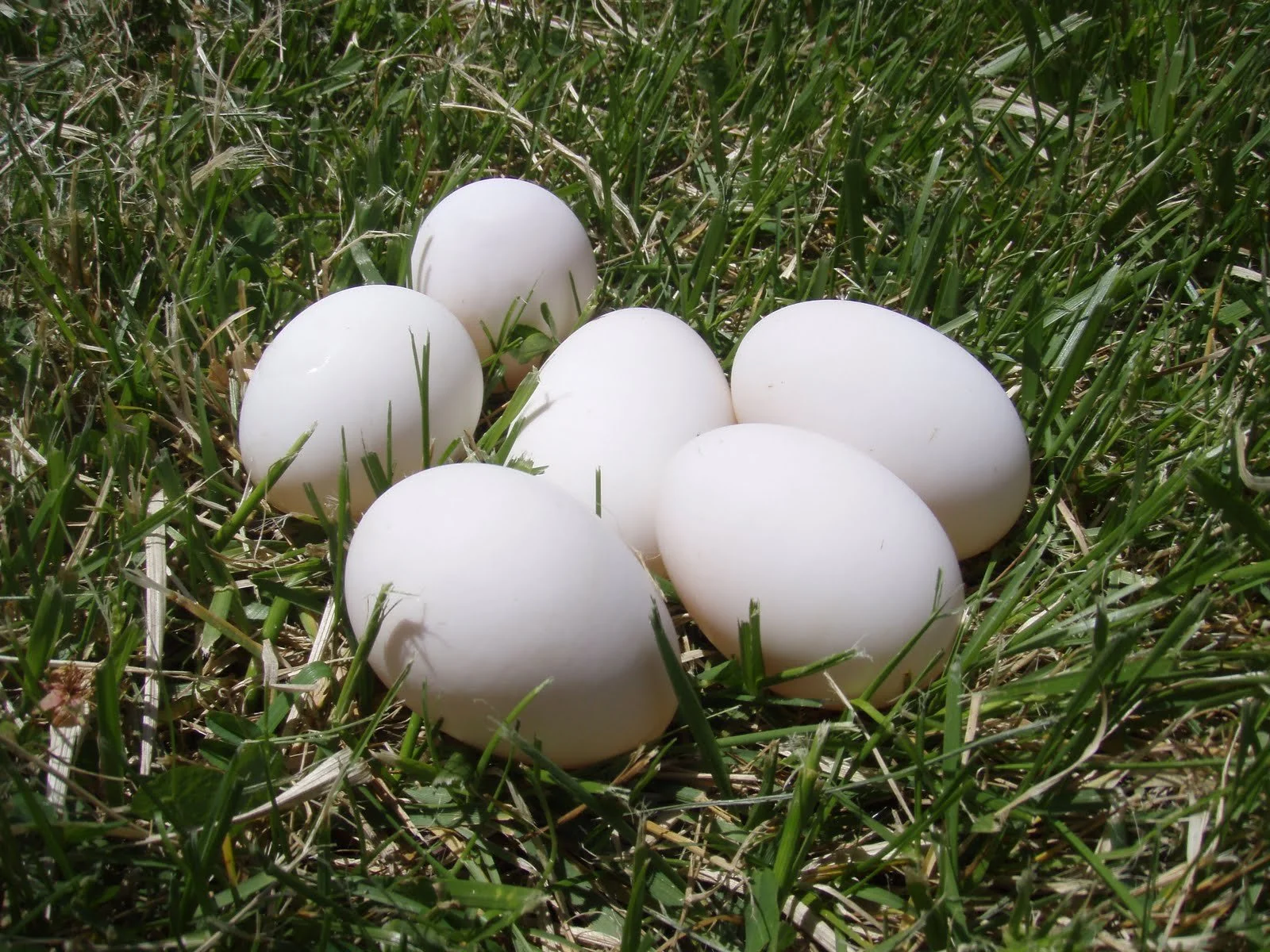 Free-Range Duck Eggs