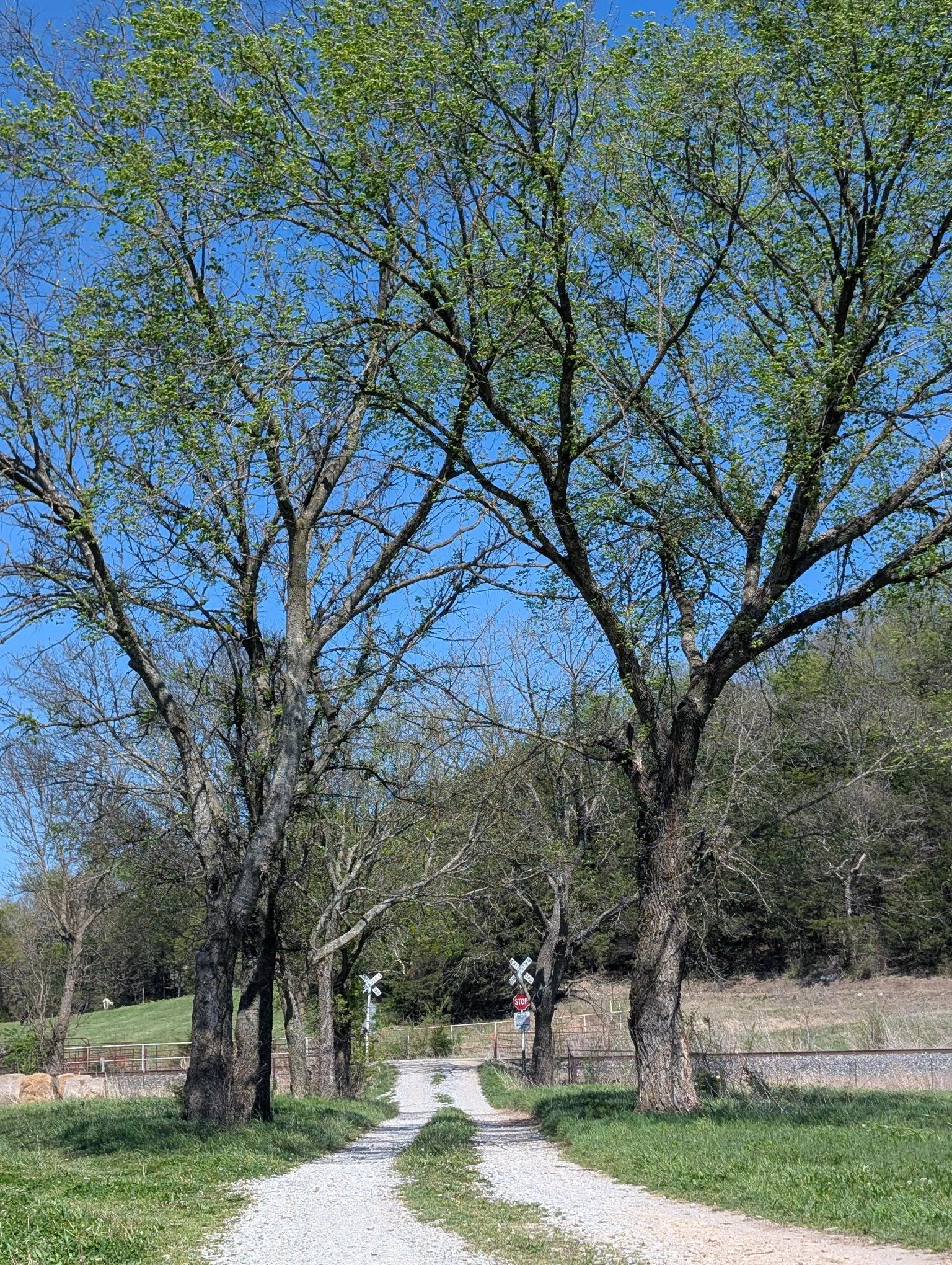 Tree Arch across Dirt Road to Railroad Tracks.jpg