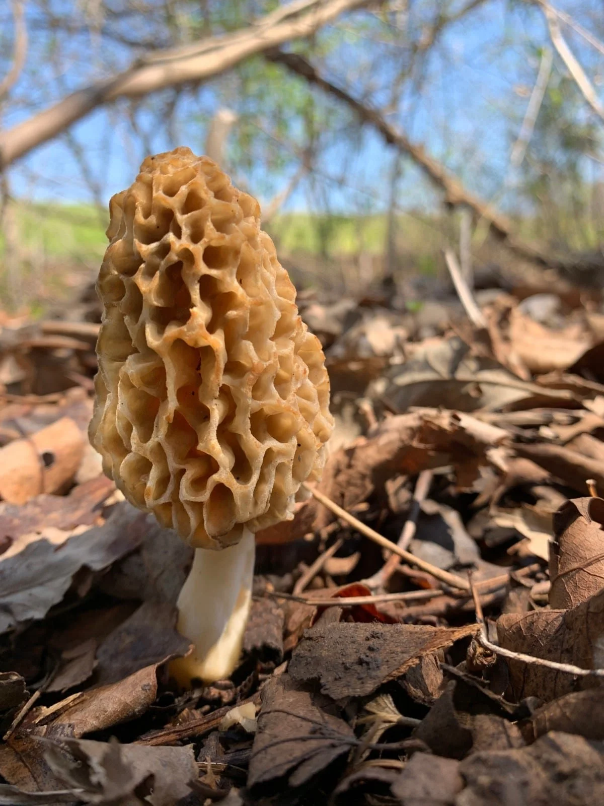 Morel Mushrooms