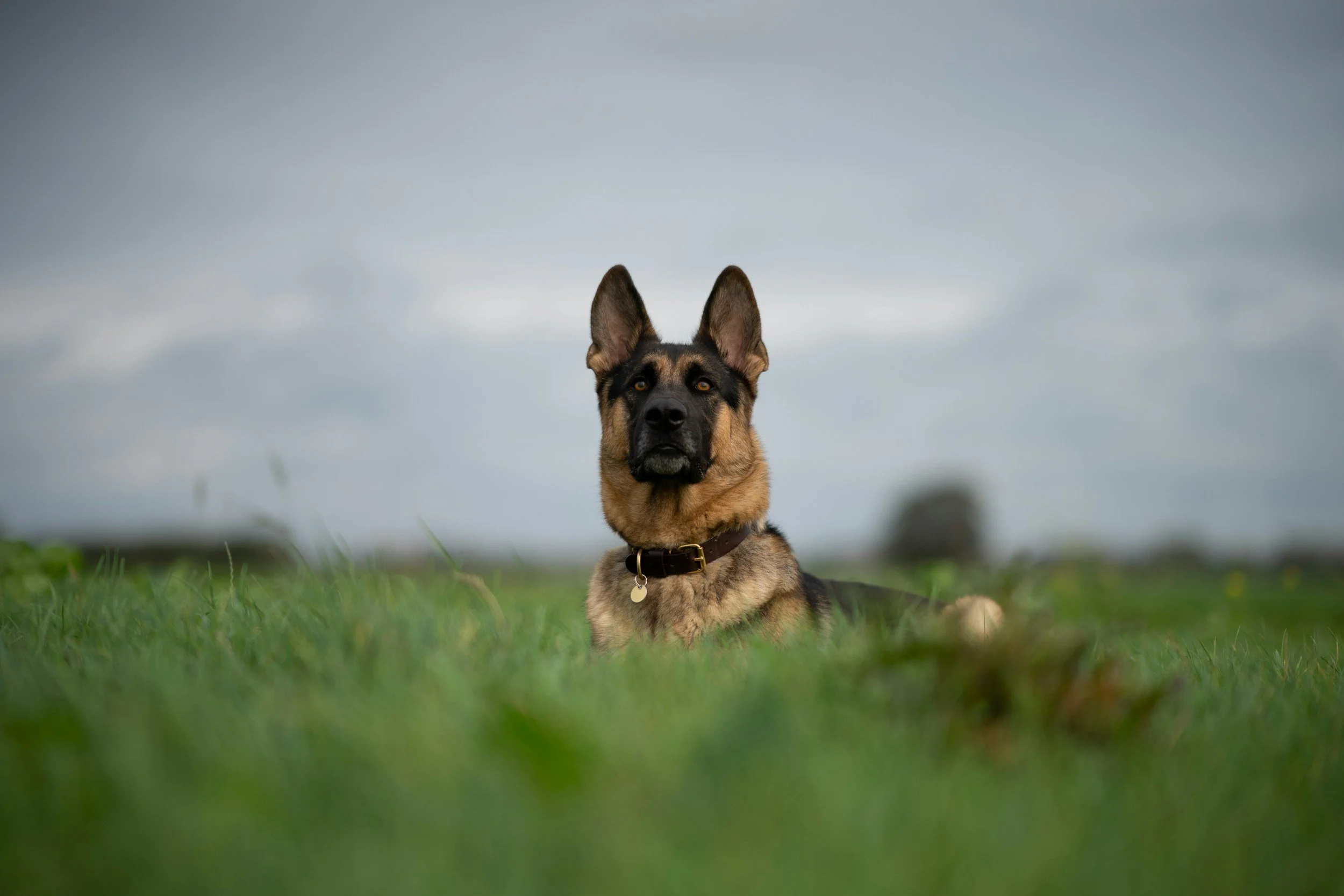 A German Shepherd dog lying in a grassy field under a cloudy sky.