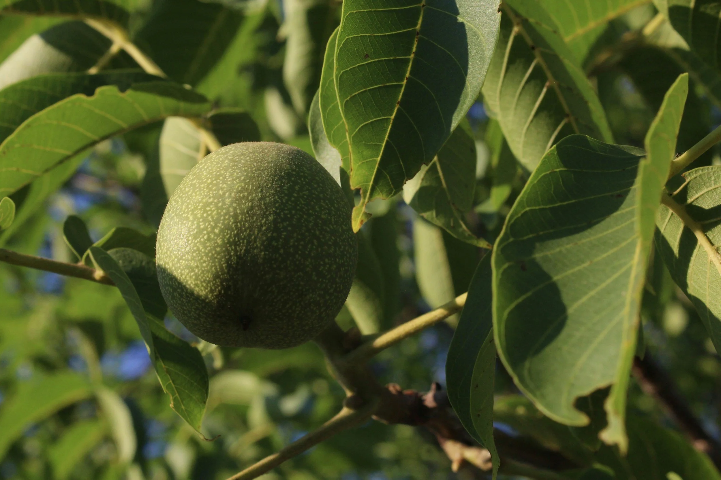 A close-up view of a green walnut hanging on a tree branch surrounded by green leaves.