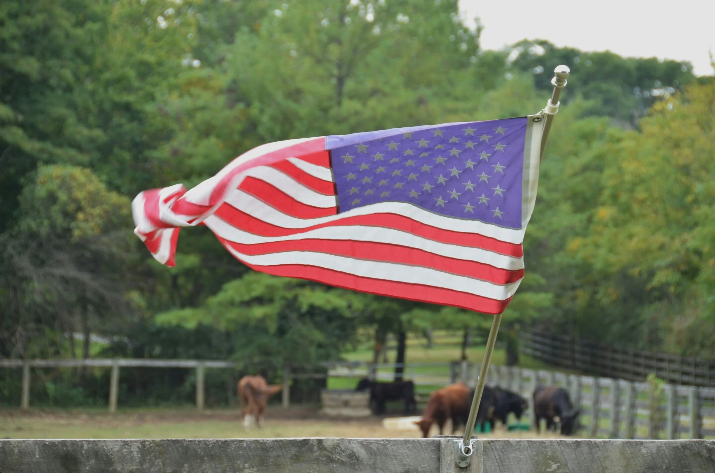 American flag mounted on a pole in front of a farm with cows grazing in the background, surrounded by trees.