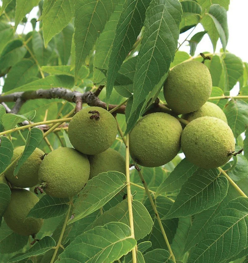 Black Walnut Tree.jpg
