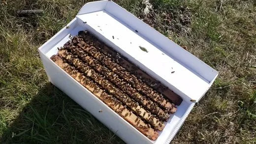 Buckfast Honeybee Nucleus Colony