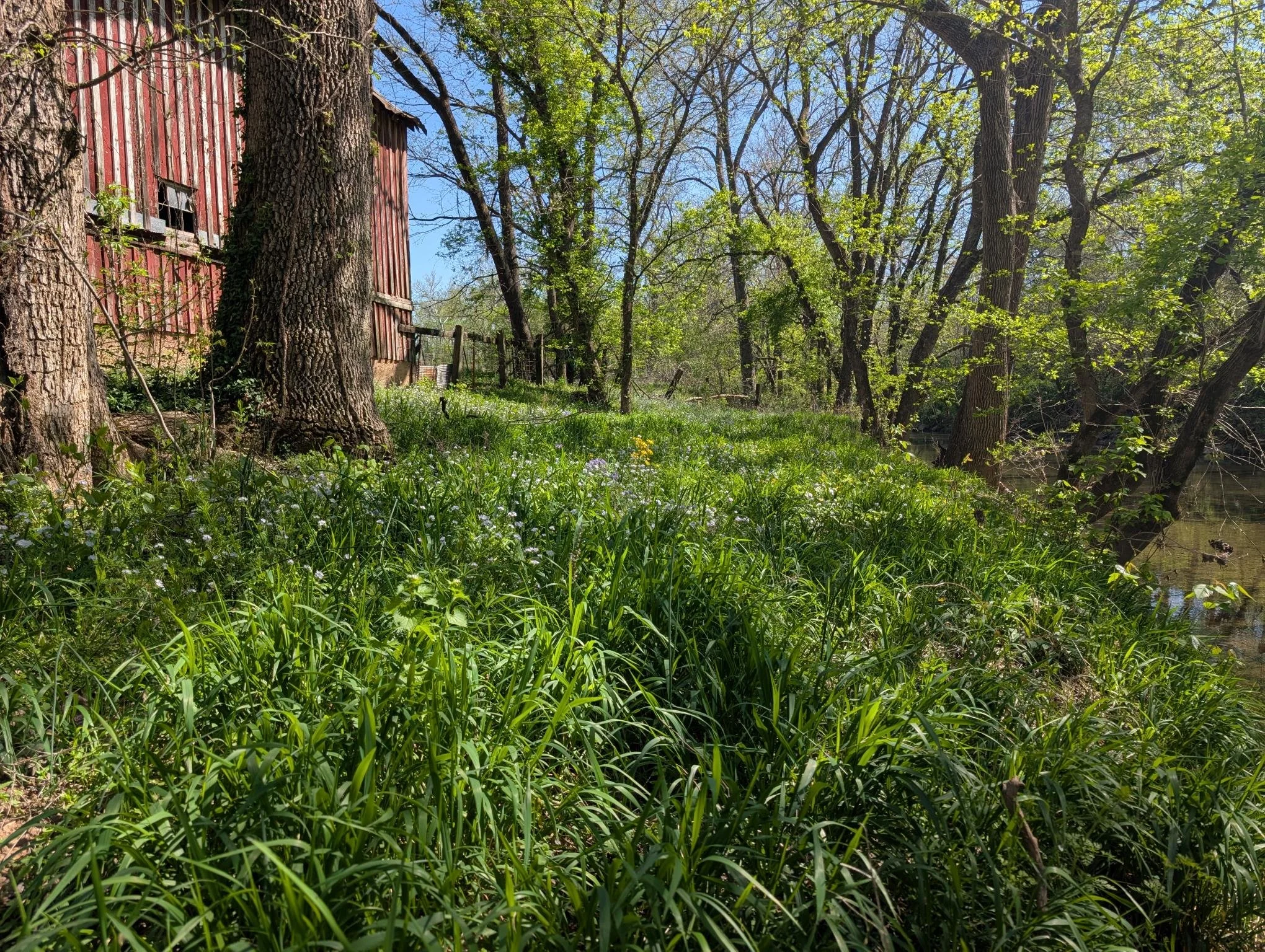 Antique Dairy Barn and Creek with Wildflowers.jpg