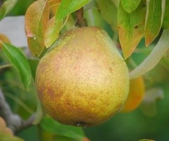 Green Anjou Pears