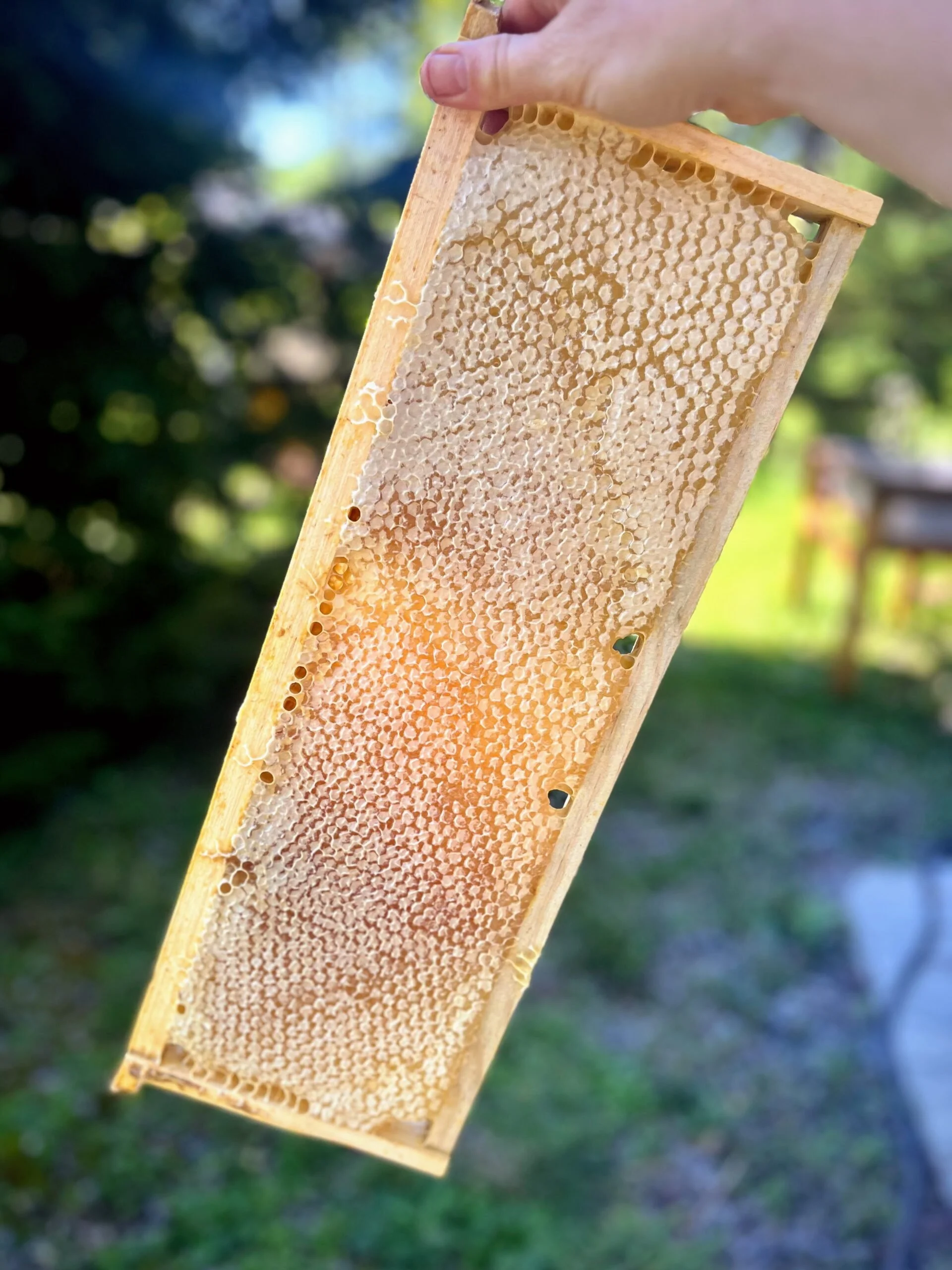 Cut-Comb Honey Frame.jpg
