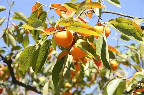 Persimmon Tree.webp
