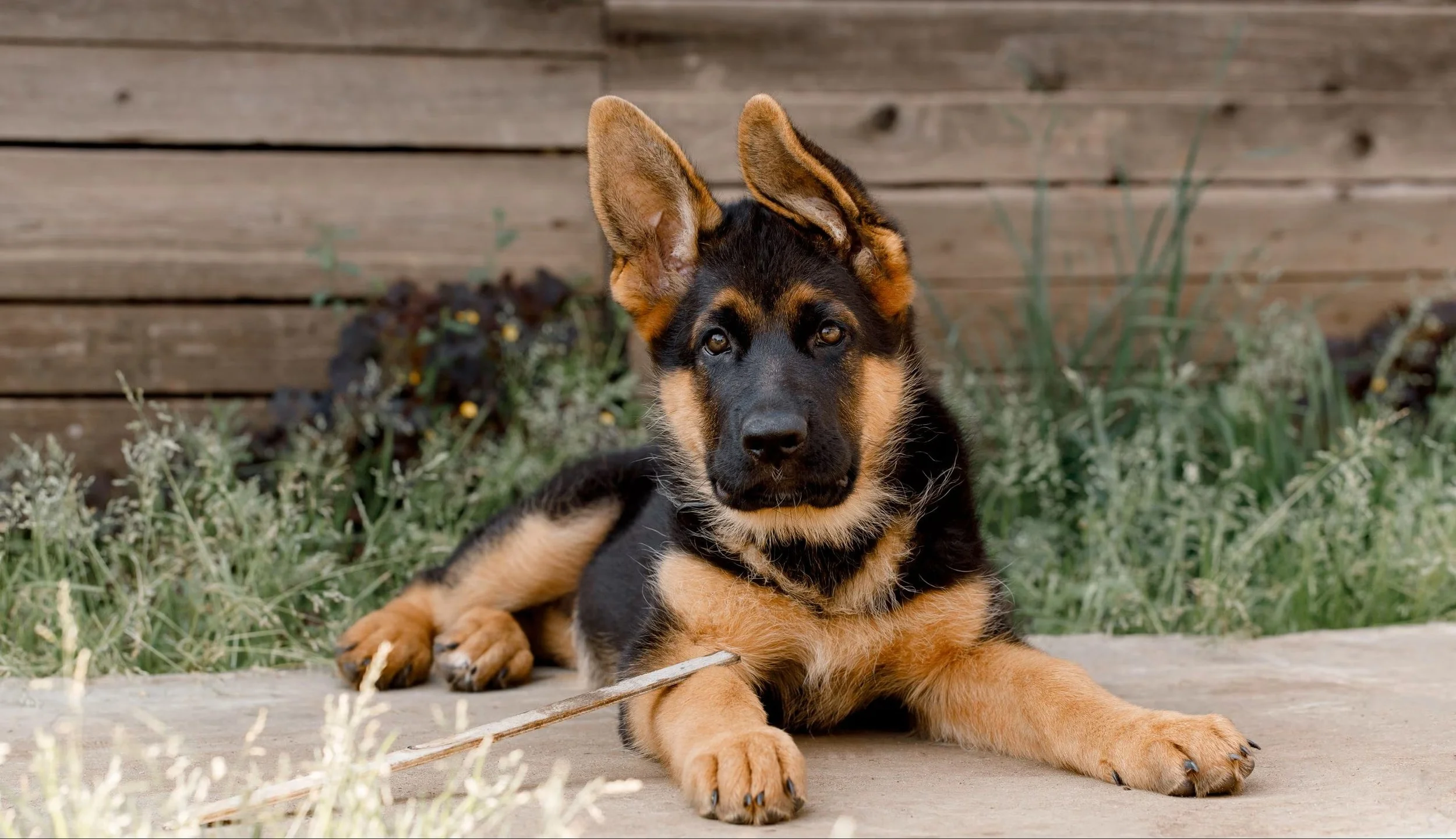 AKC-Registered German Shepherds