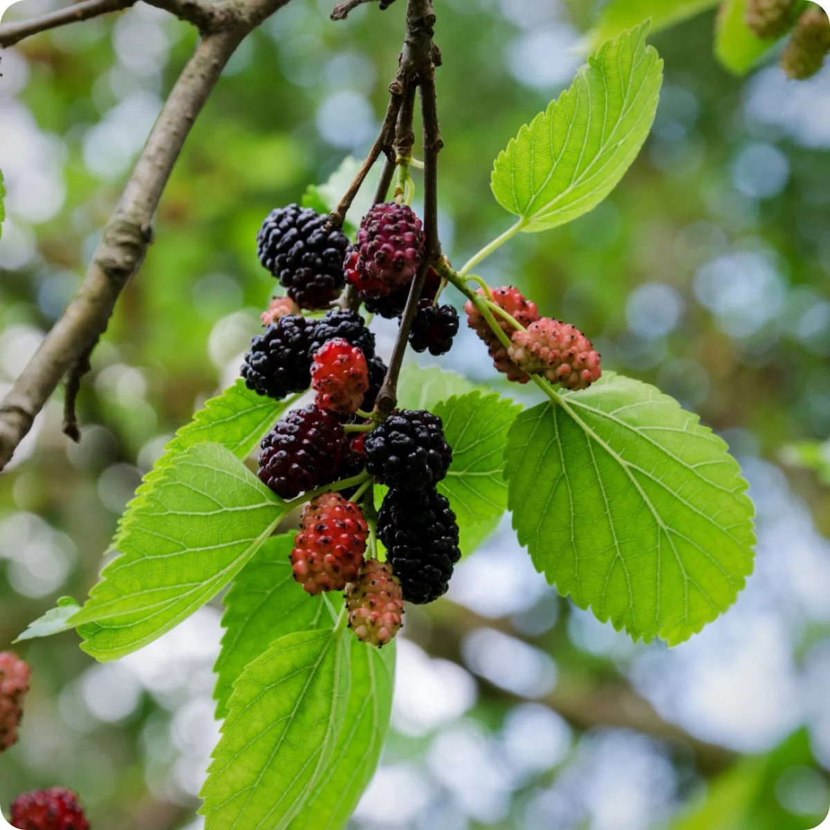 Black Mulberries