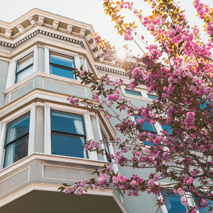 A close-up view of a Victorian-style house with white trim and large windows, partially obscured by a blooming pink cherry blossom tree, with sunlight shining through.