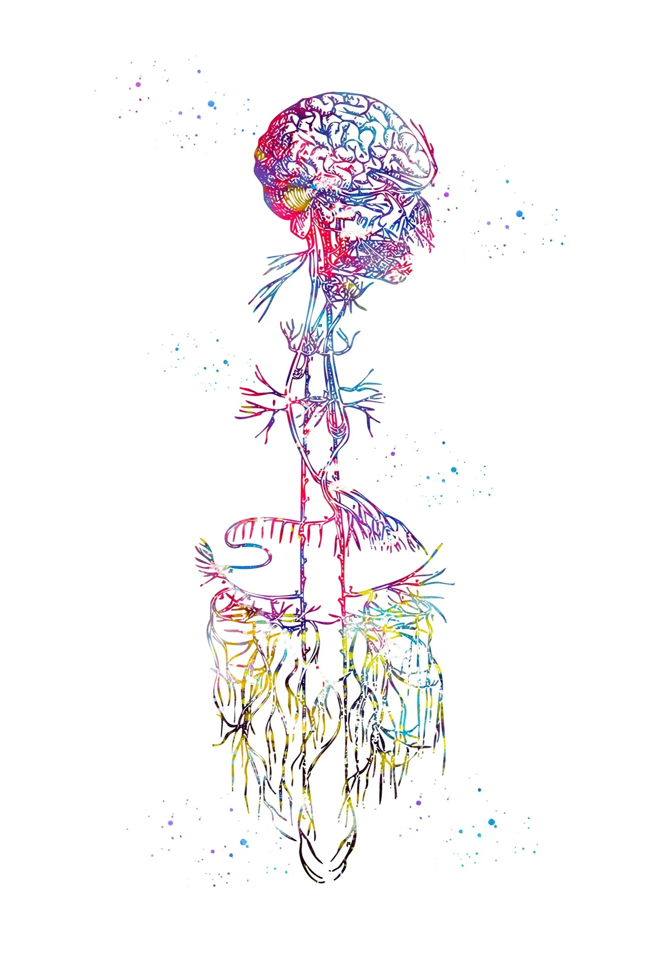 polyvagal theory, vagus nerve, polyvagal therapy, somatic therapy, IFS therapy