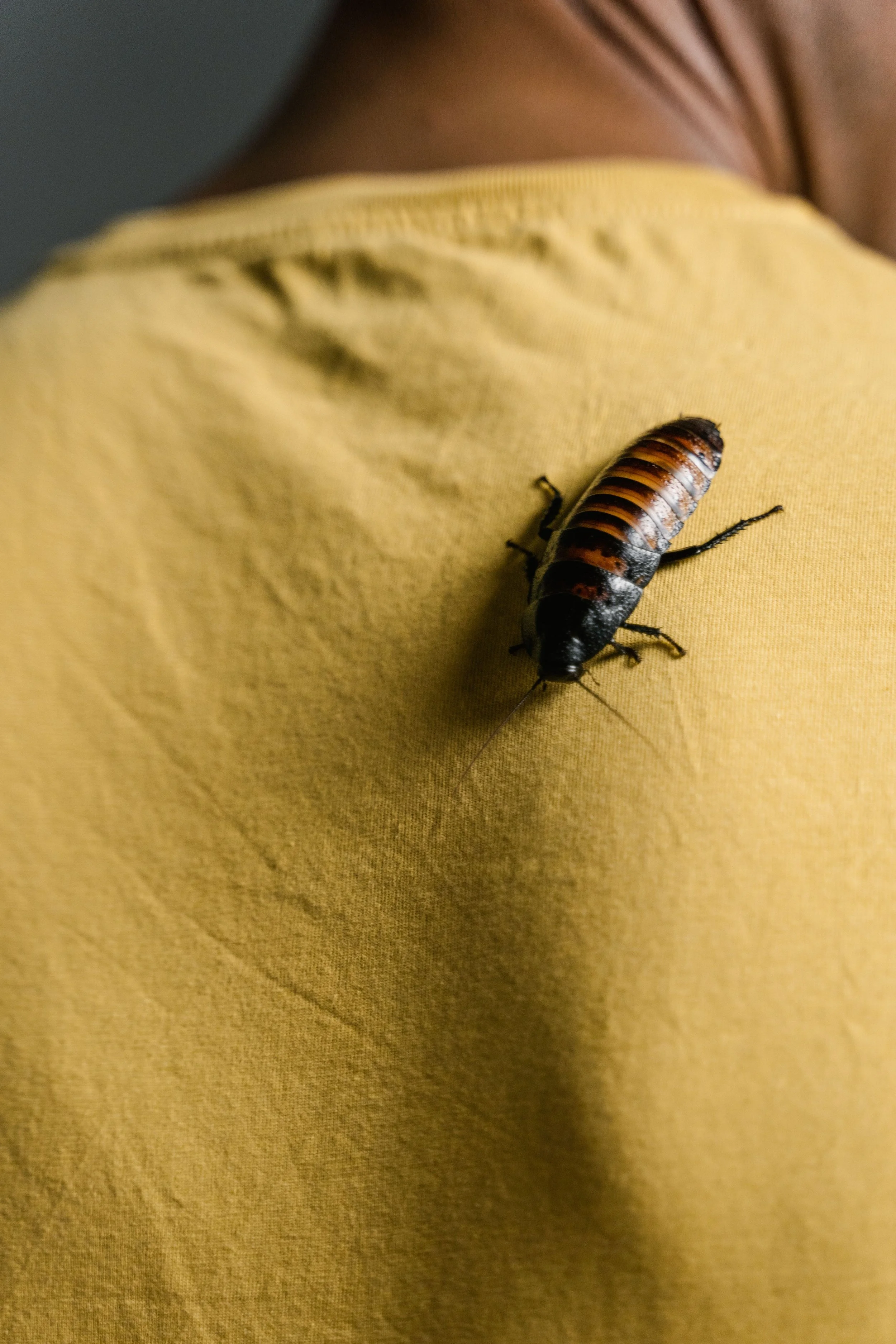 Pest Control Profit Margins: What’s Normal, and Where Margin Leaks