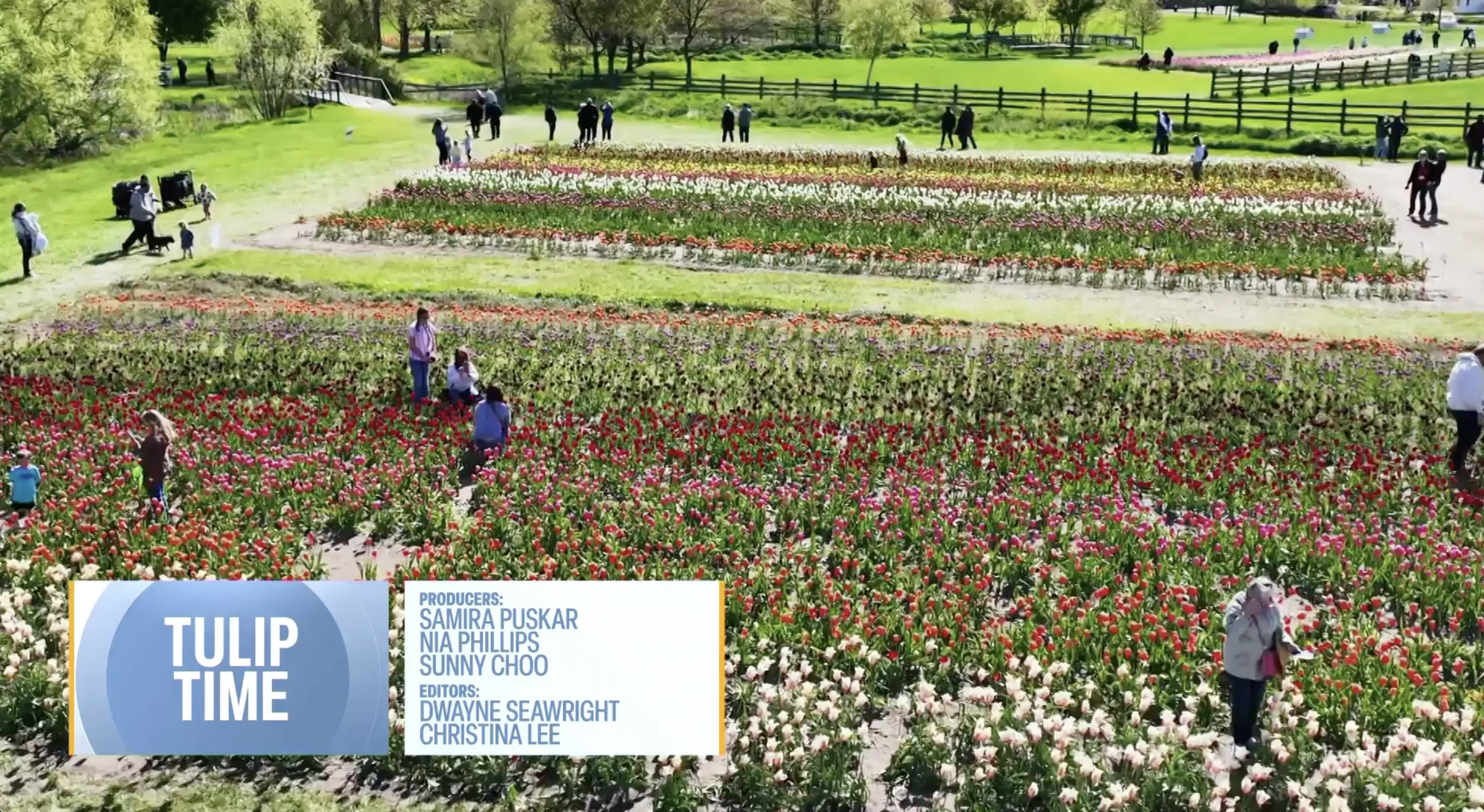 For nearly a century, flower fans have been flocking to the small town of Holland, Michigan, to take part in one of the world’s great tulip festivals. 