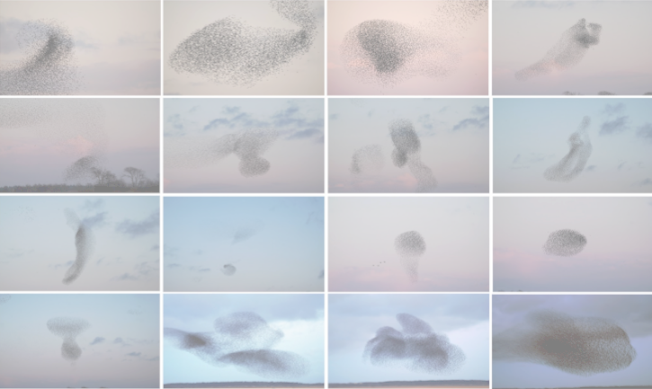 Sixteen images of starlings in a murmuration