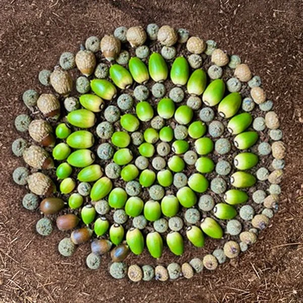 A circular arrangement of acorns and green acorns on soil ground.