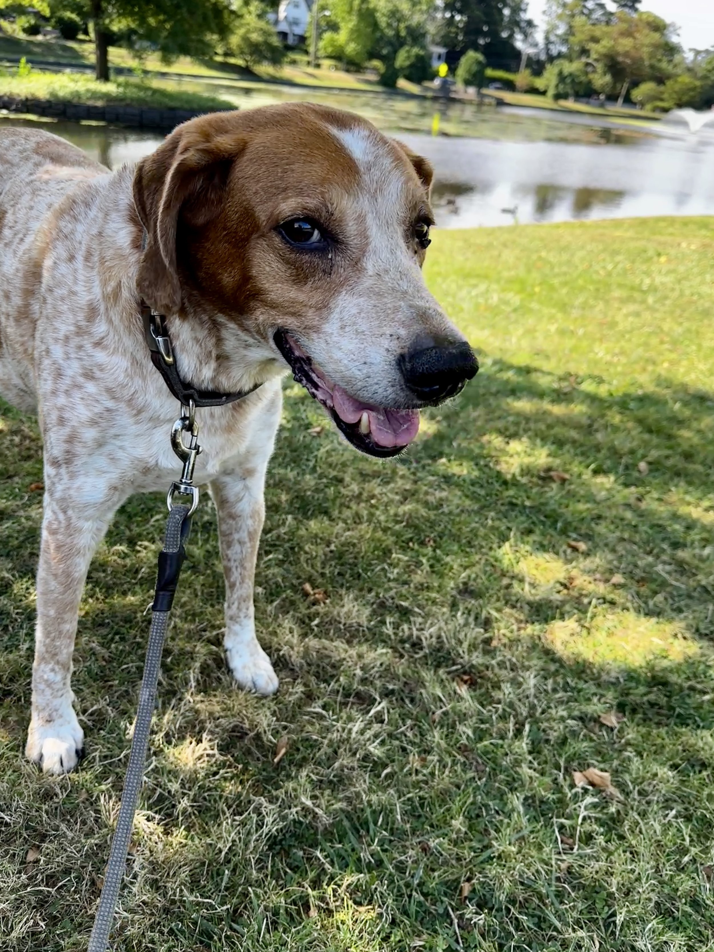 A brown and white dog standing on grass near a body of water, smiling with its tongue slightly out, wearing a collar and leash.
