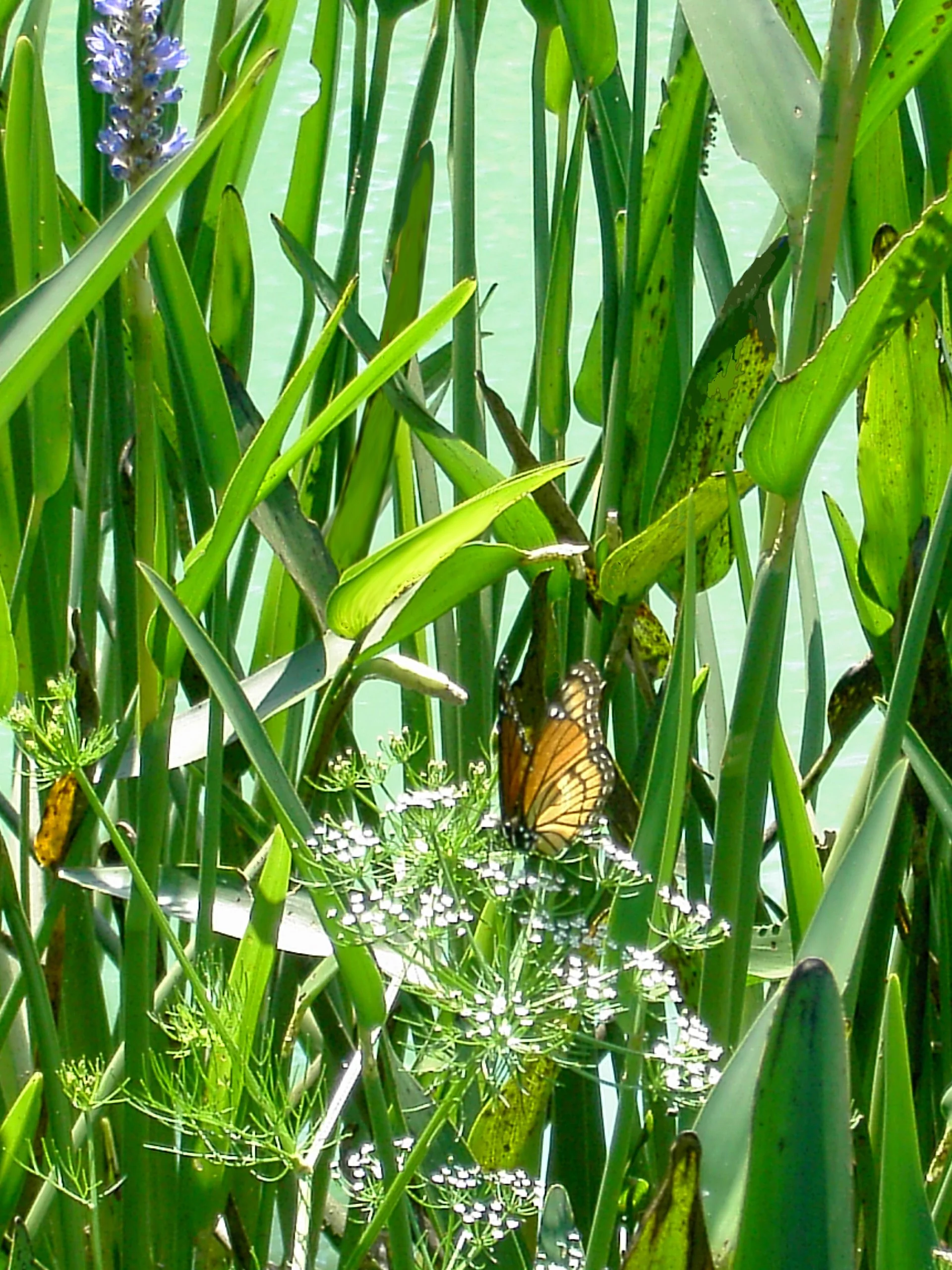 A monarch butterfly perched on white wildflowers among tall green grass near a body of water.
