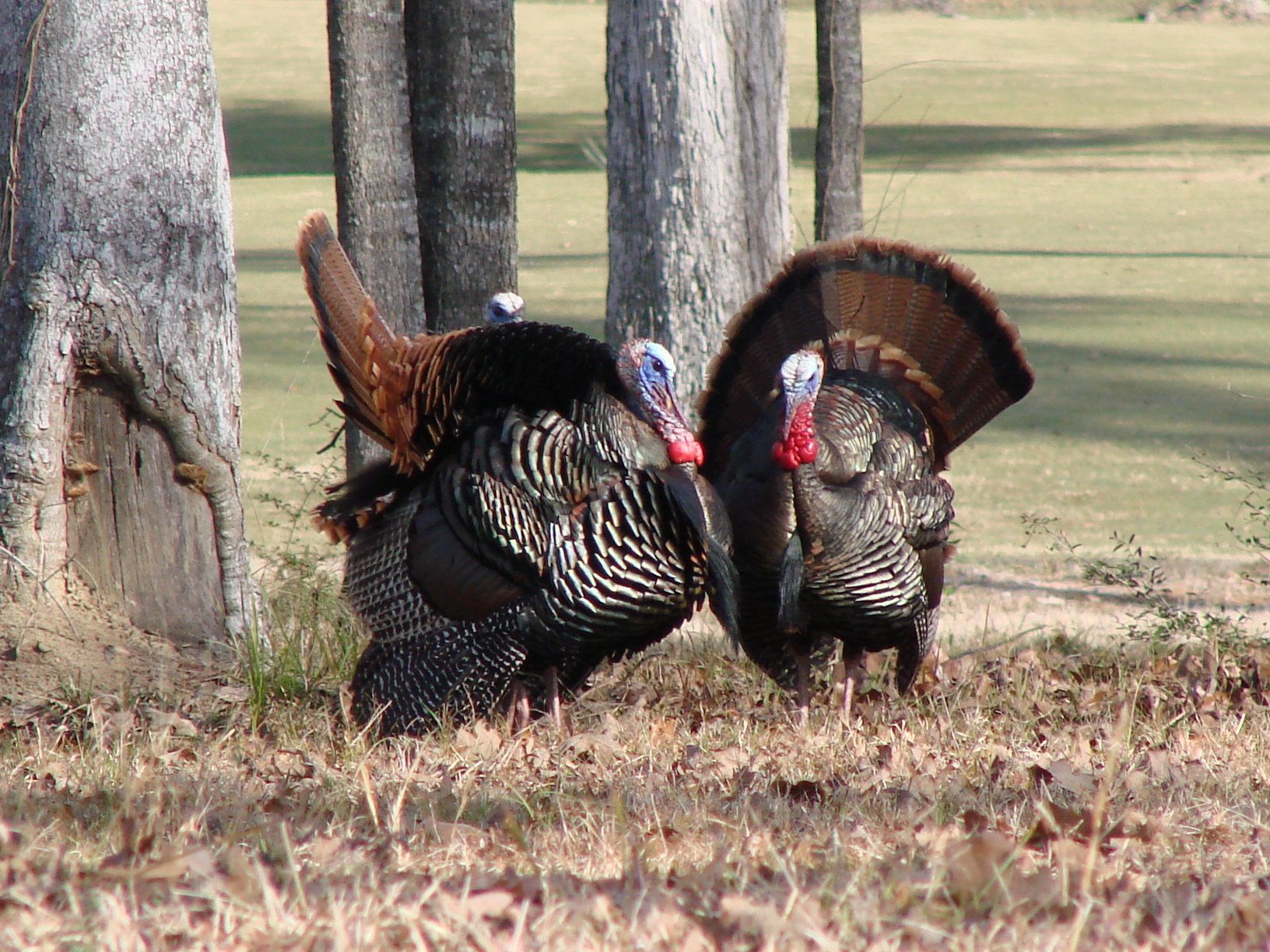 Two wild turkeys foraging on the ground in a park, trees in the background.