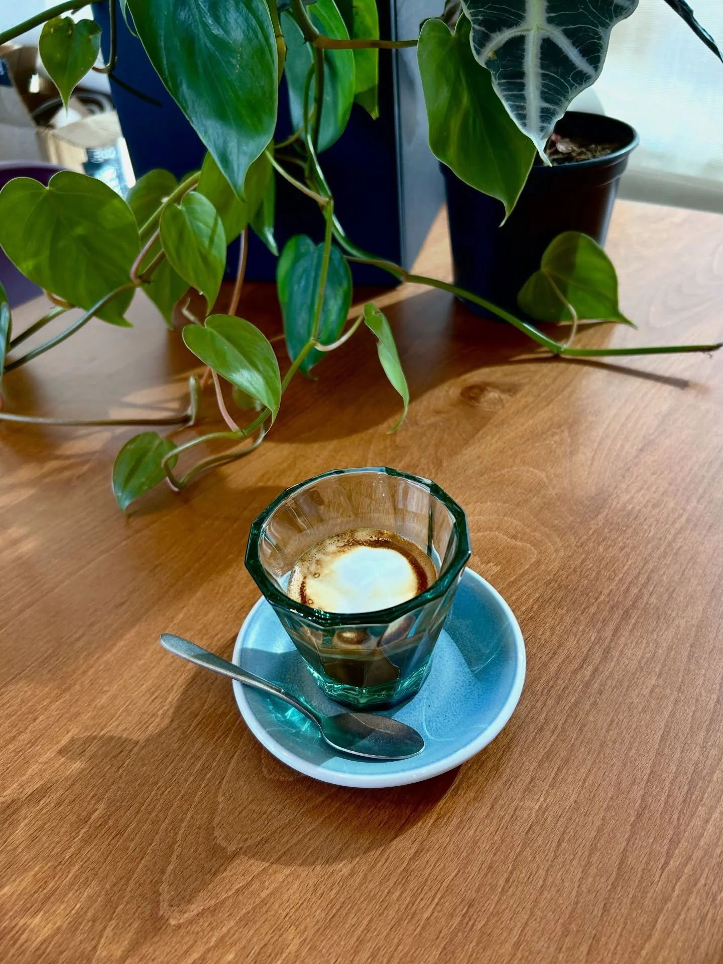 Our Macchiato, basking in the morning sun. 

Macchiato means &ldquo;stained&rdquo; or &ldquo;marked&rdquo; in Italian, referring to the dollop of steamed milk placed on the top of the espresso, expressing a milky white, stained look. With a smaller r