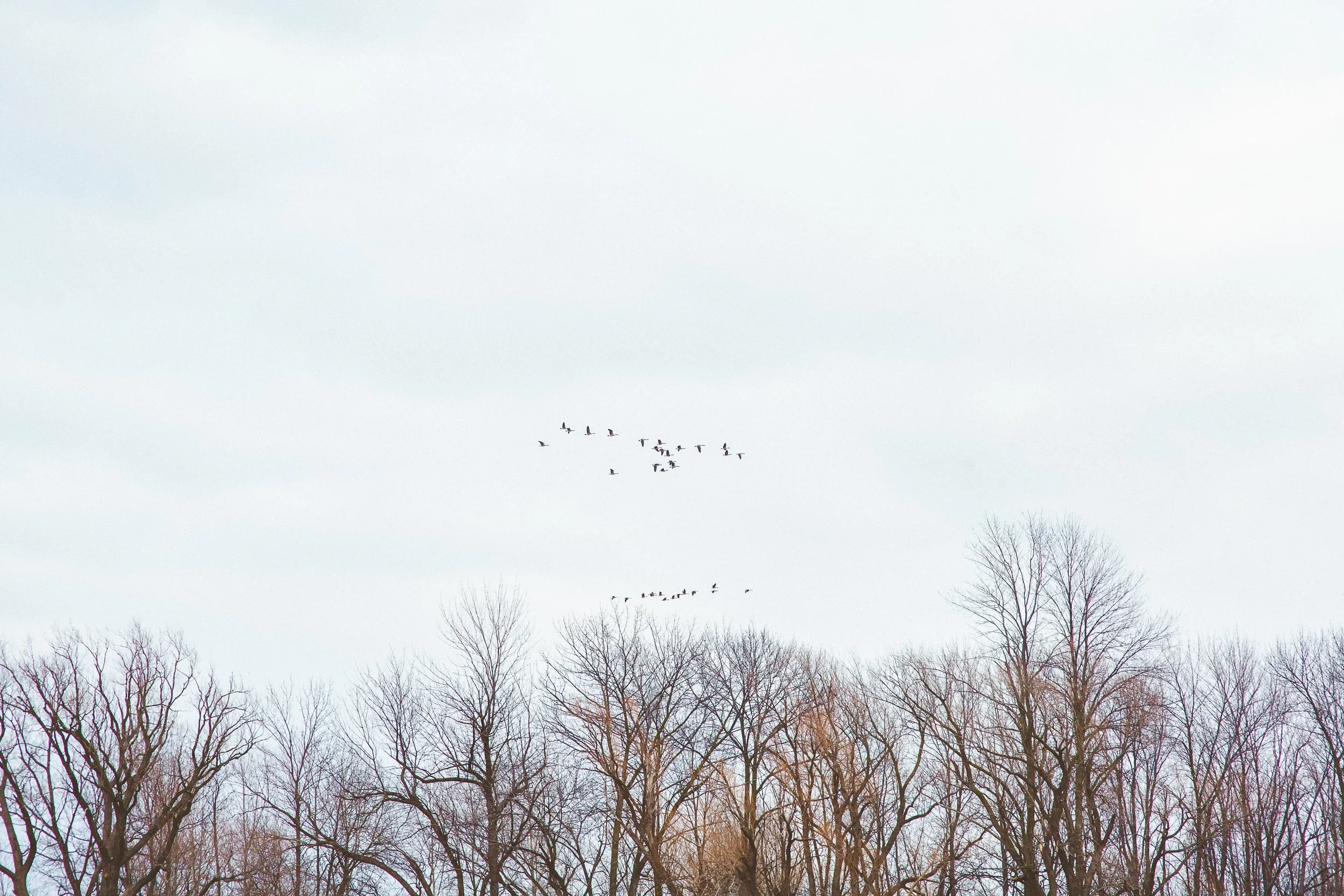 Celine and Derrick Engagement Shoot | Hamilton 50 Point Conservation Photography