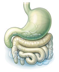 Diagram of human digestive system highlighting the stomach and intestines.