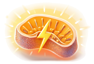 Illustration of a kidney with a lightning bolt symbol in front of it, representing kidney pain or injury.