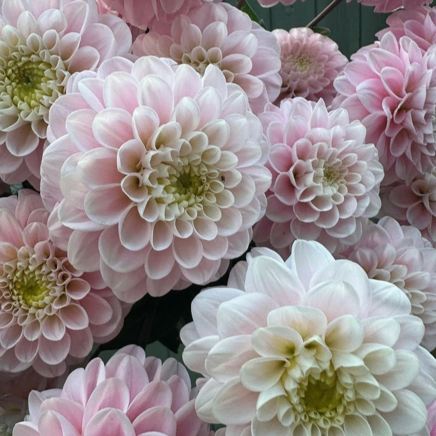 Just a little mid-morning beauty to keep us going! 🌸
.⁣
.⁣
.⁣
.⁣
#marketing #publicist #floral #publicity #prflow #publicrelations #branding #digitalagency #prlife #prmanagement #marketing101 #publicistswork #media #pr #publicistflow #floral #flower