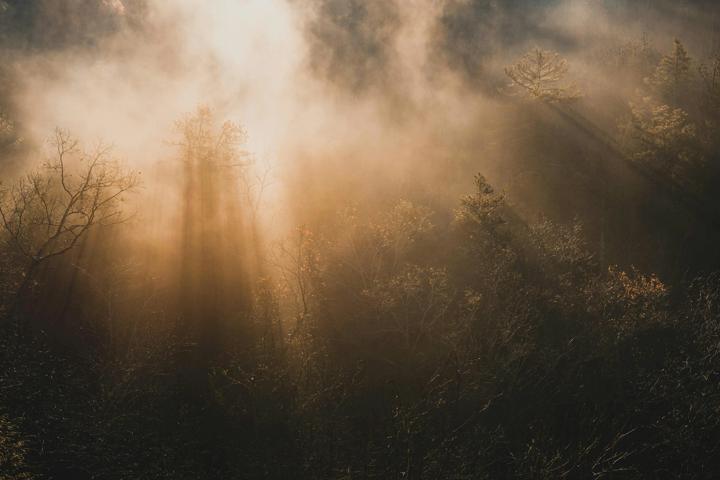 Sunlight filtering through trees in a misty forest during sunrise or sunset.
