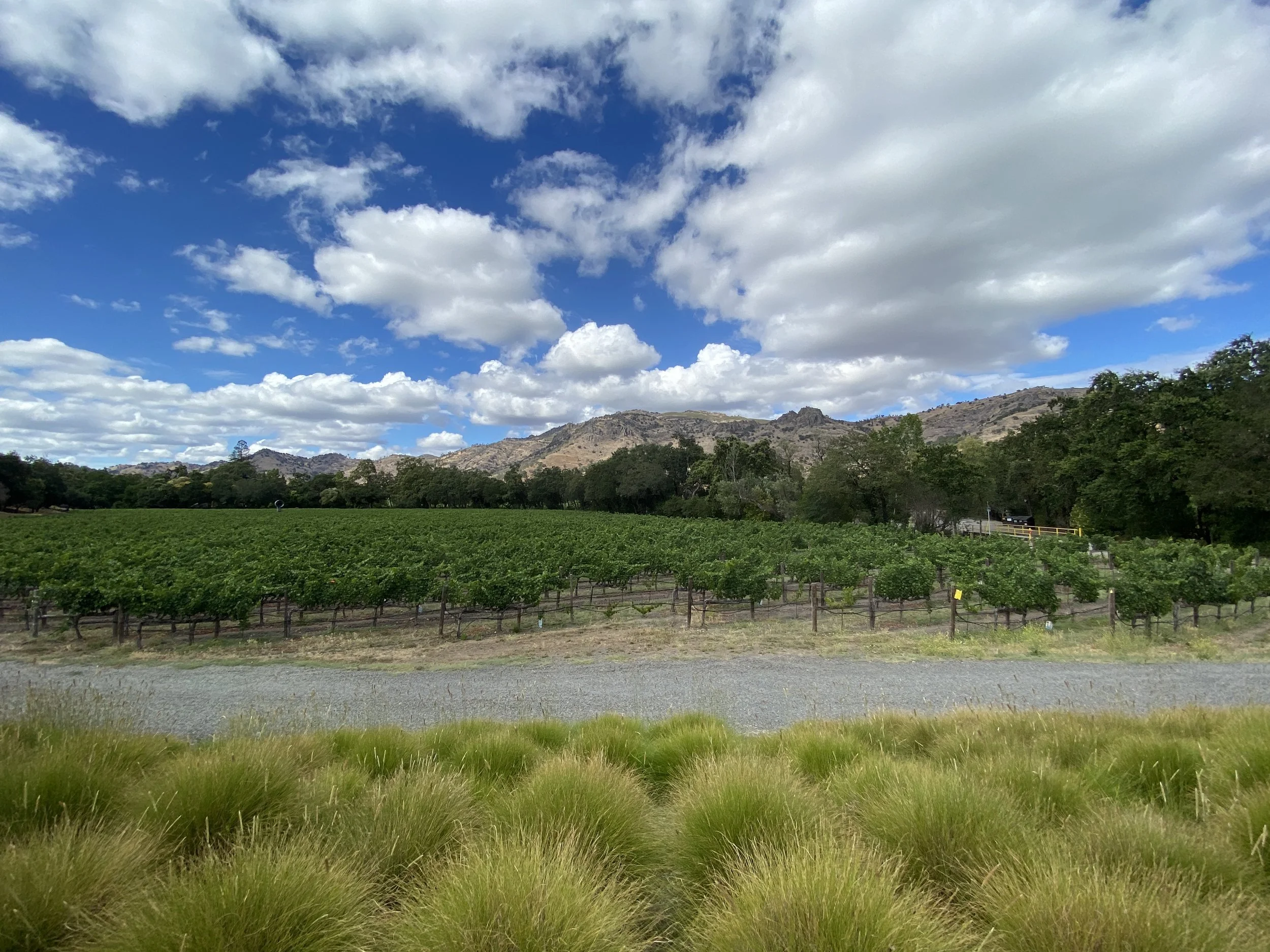 A landscape of green vineyard rows with a gravel path in the foreground, surrounded by trees, under a blue sky with scattered clouds and distant hills or mountains.