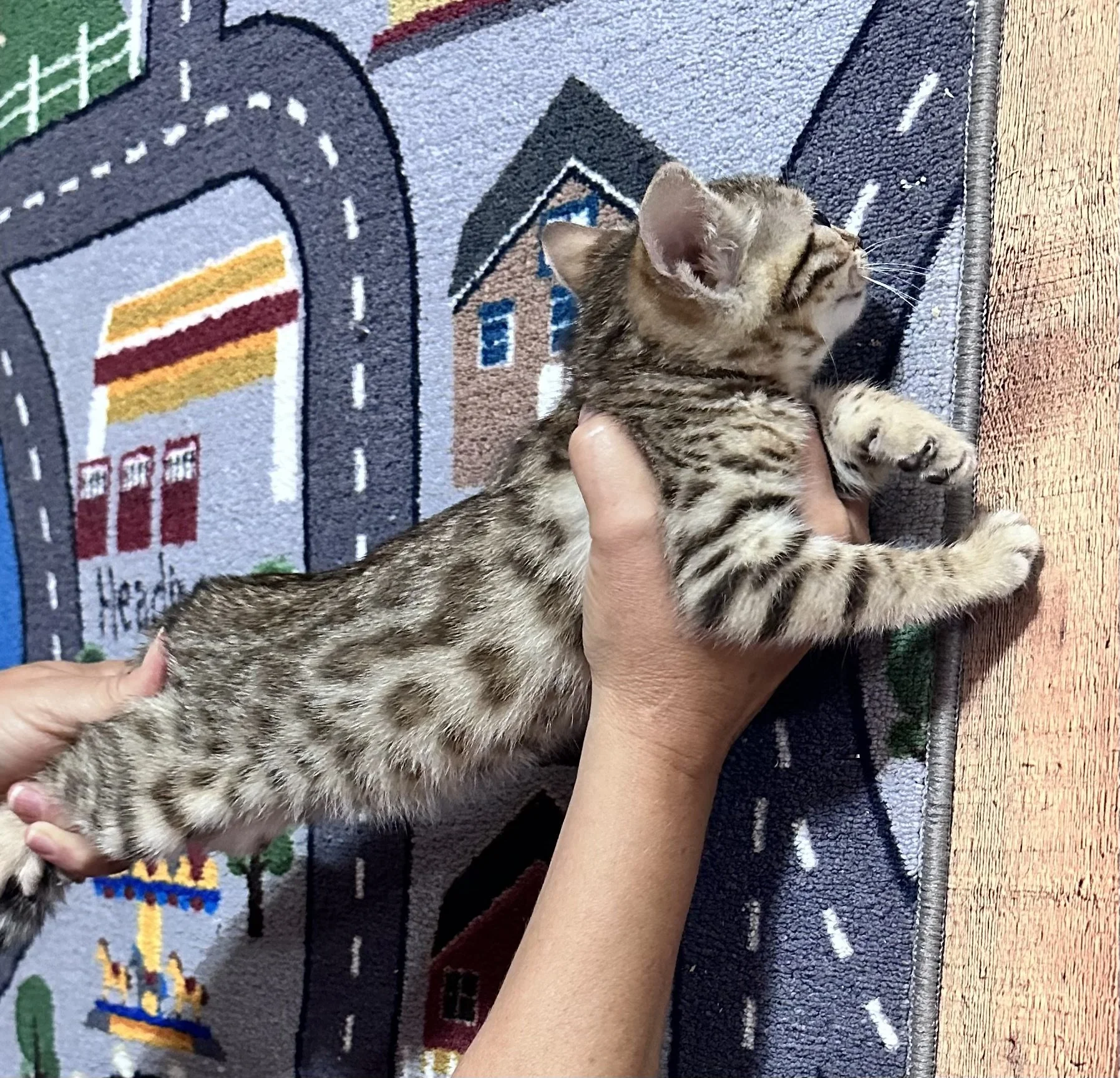 Female $1500 Pet 