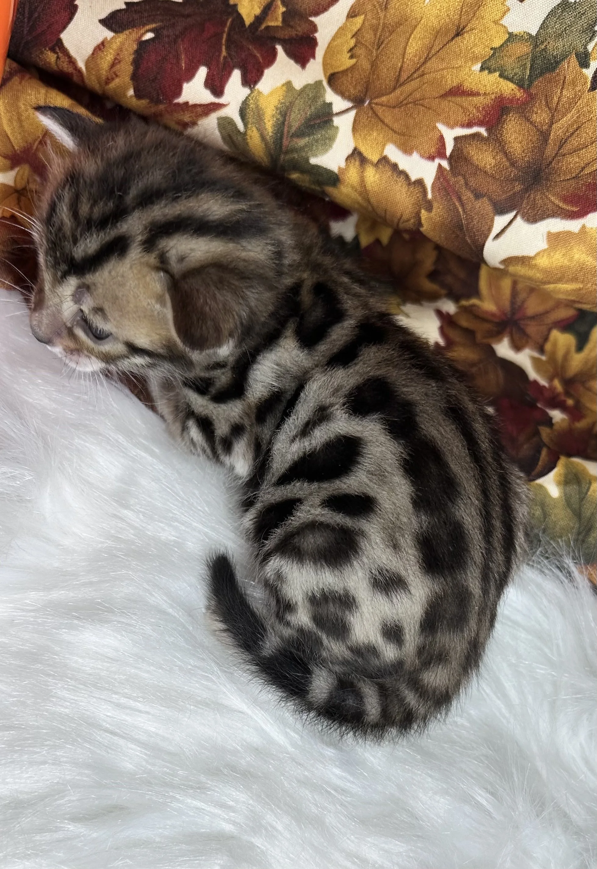 Female ✨$1800 Breeder $3500