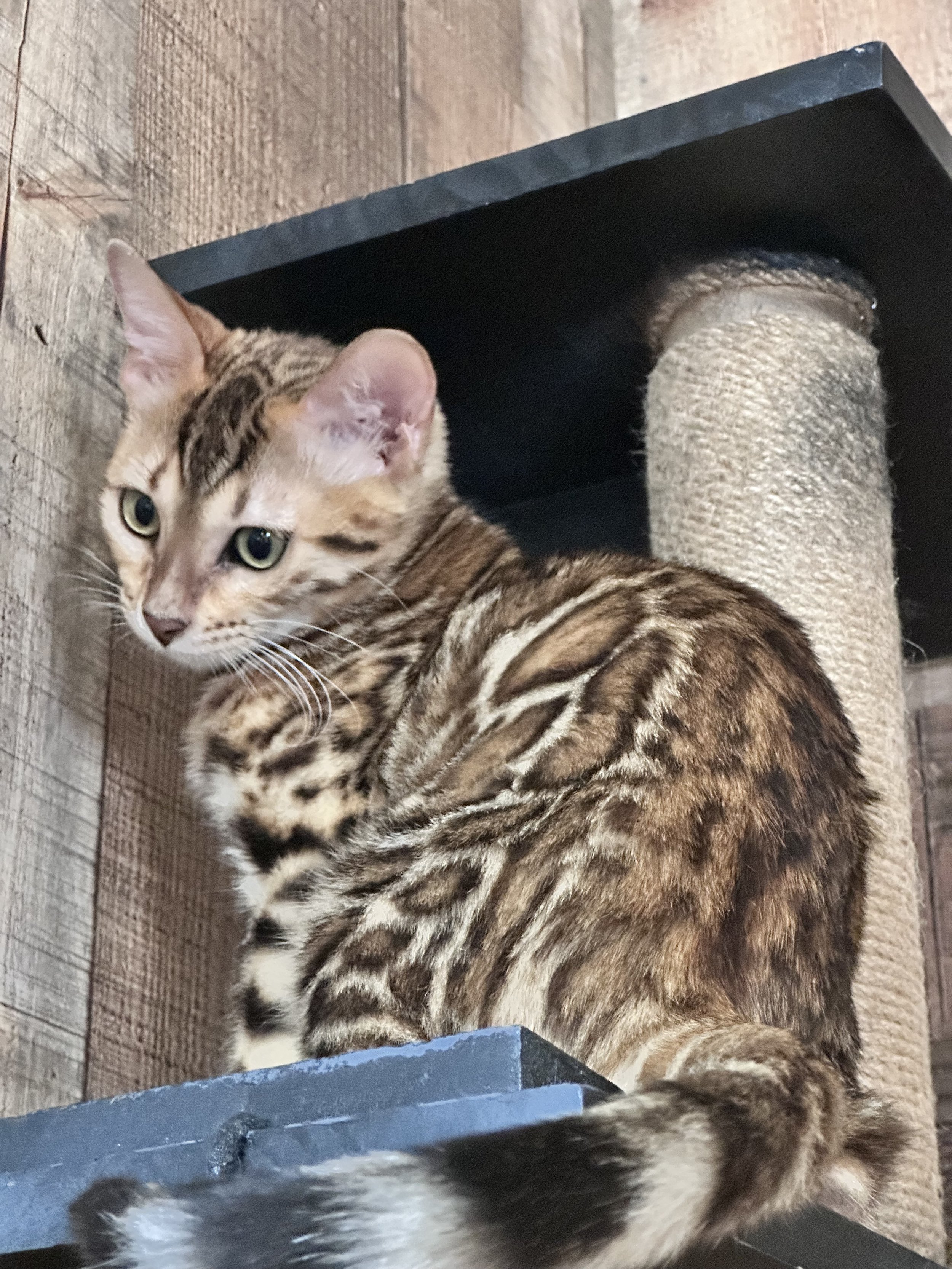 Female $1800 Pet Breeder $3500