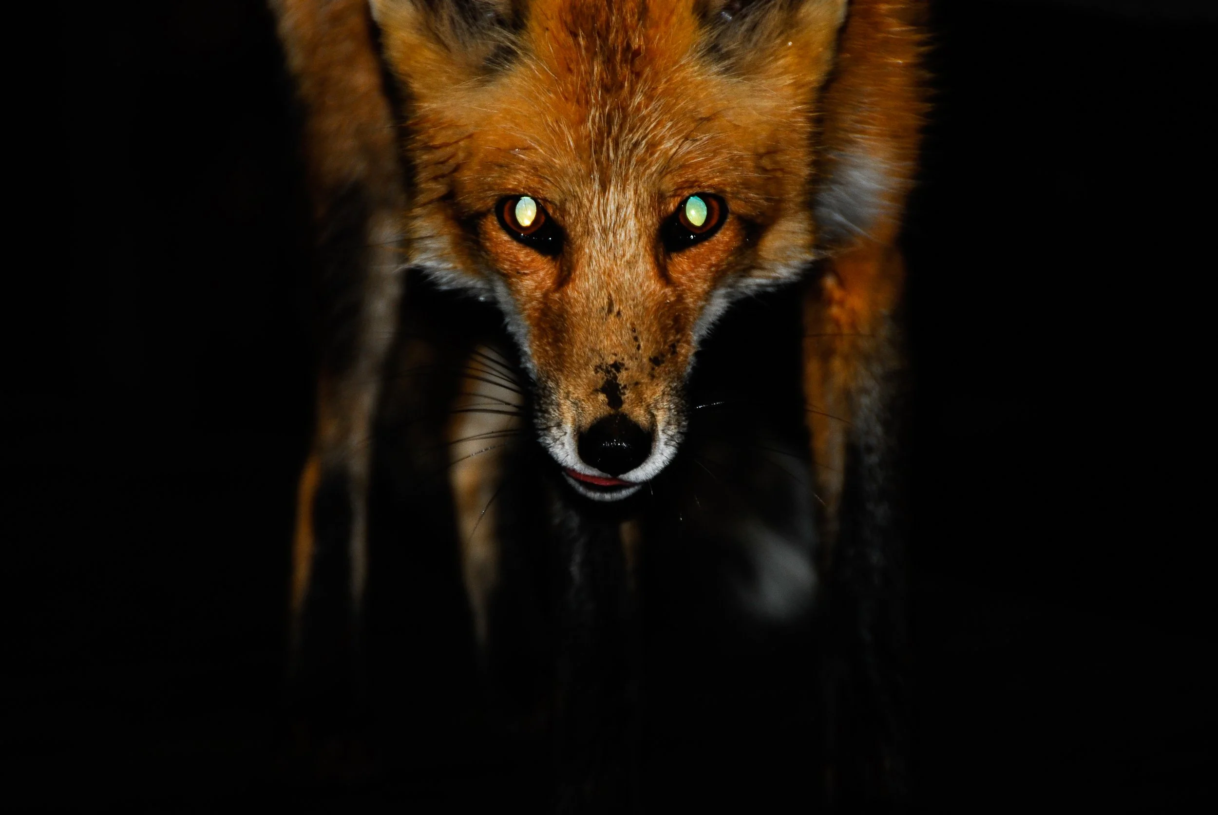 Close-up of a fox with yellow-green eyes and reddish fur, walking in darkness.