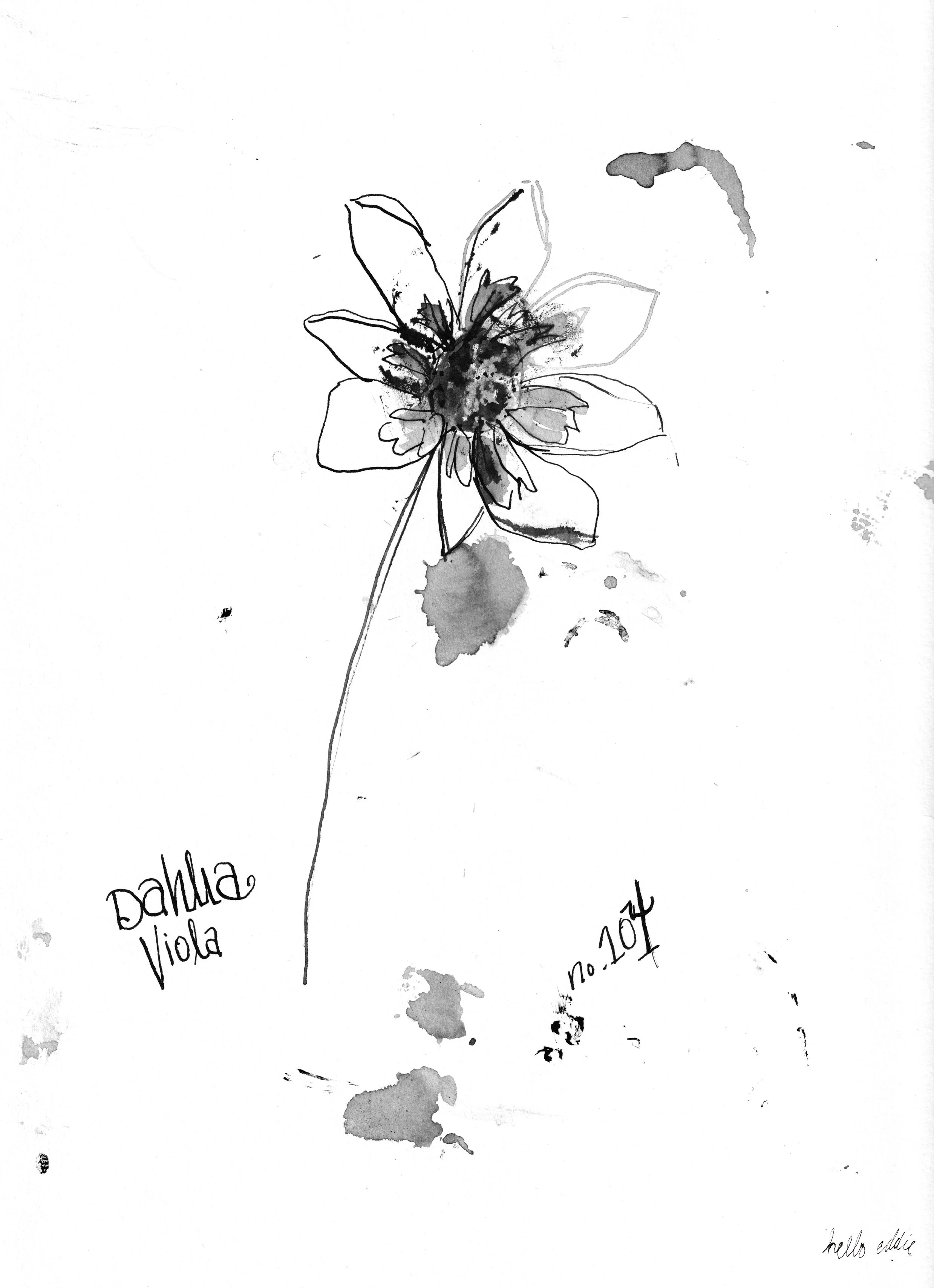 No. 0104 } Dahlia Viola