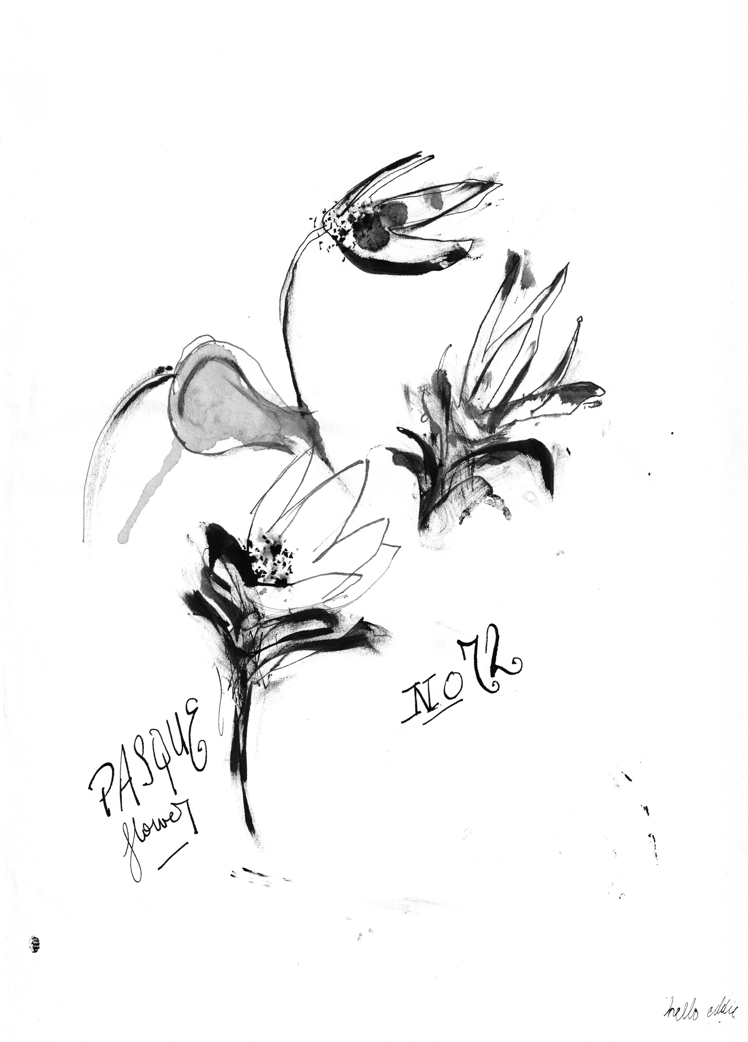 No. 0072 } Pasque Flower