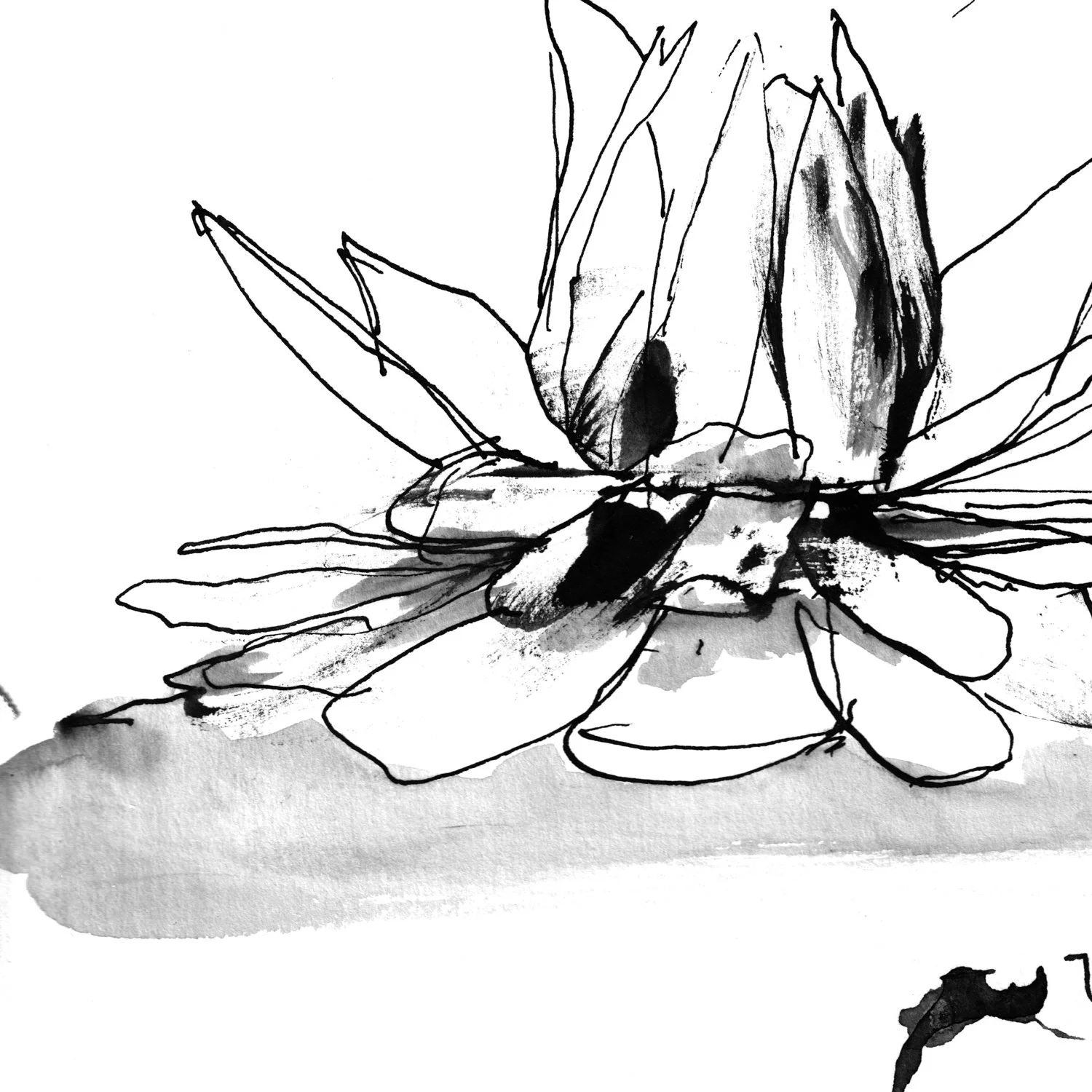 No. 0005 } Water Lily