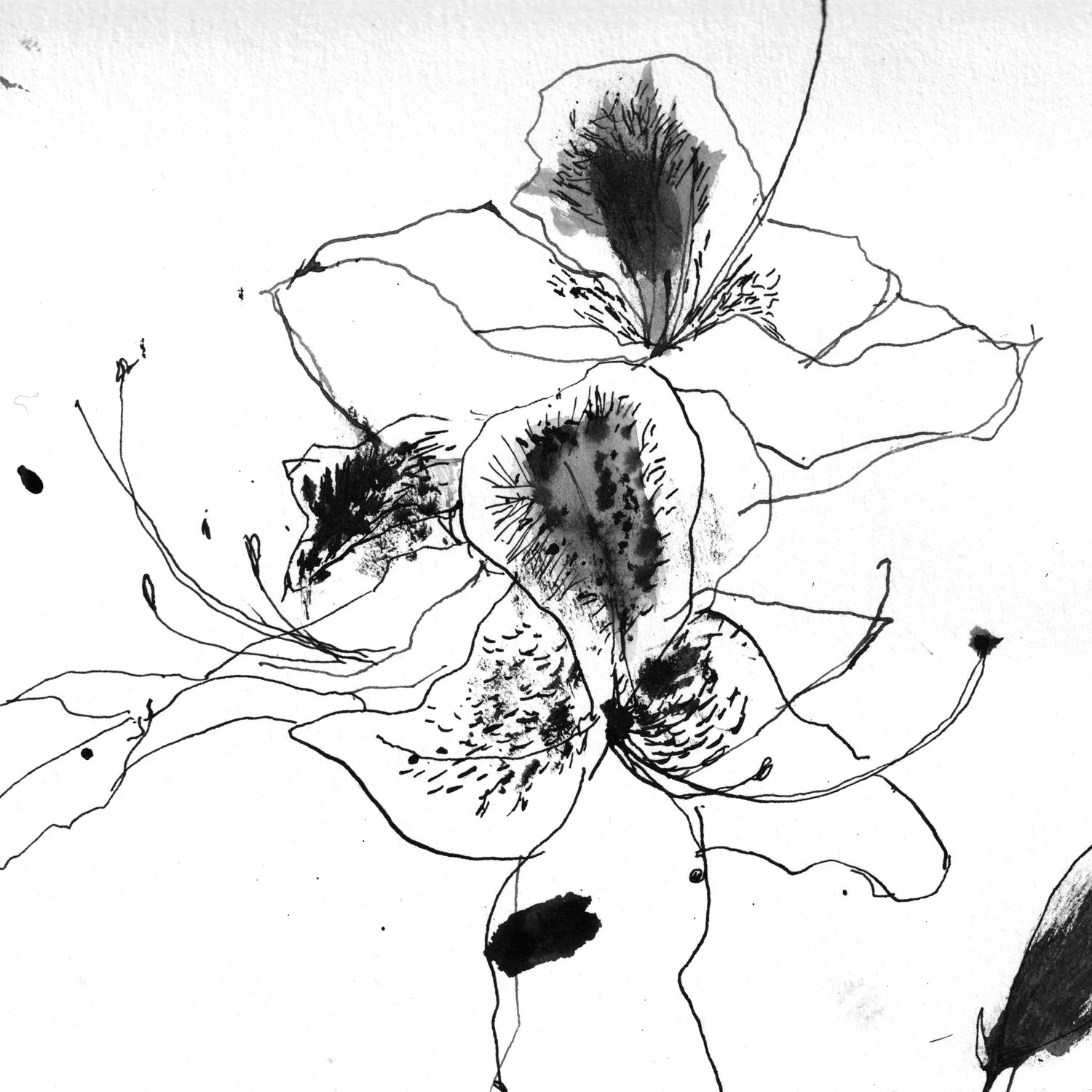 No. 0023 } Rhododendron