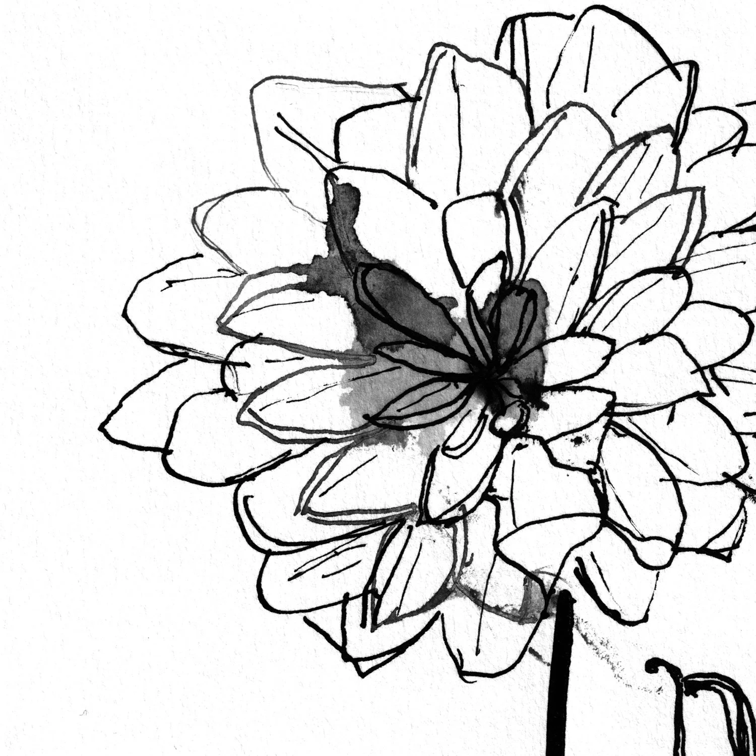 No. 0002 } Dahlia